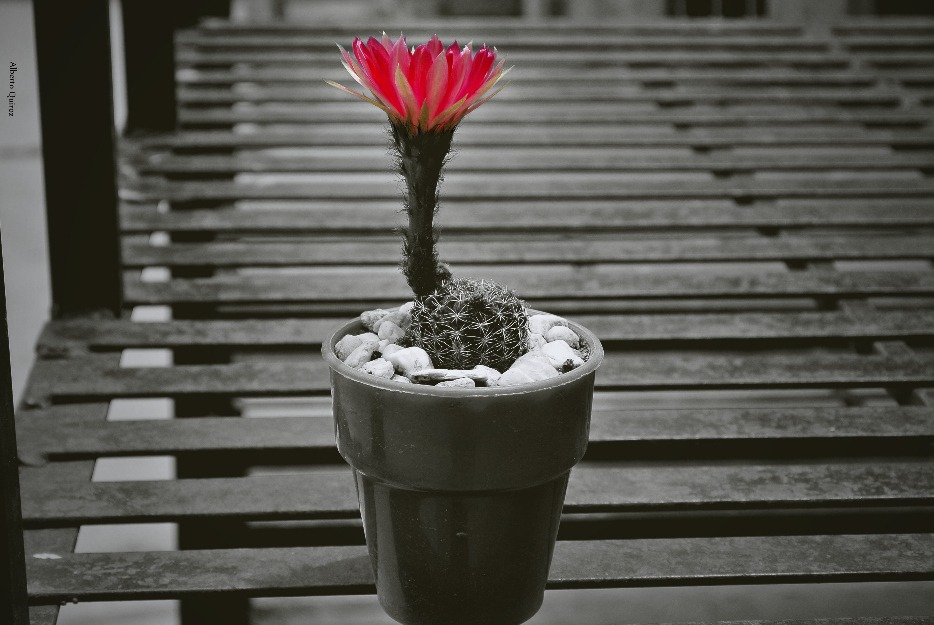 houseplant, small, flowering, table, decoration, 4K, wood - Material, growth, plant, succulent plant, outdoors, beauty in nature, green color, botany, HD Wallpaper