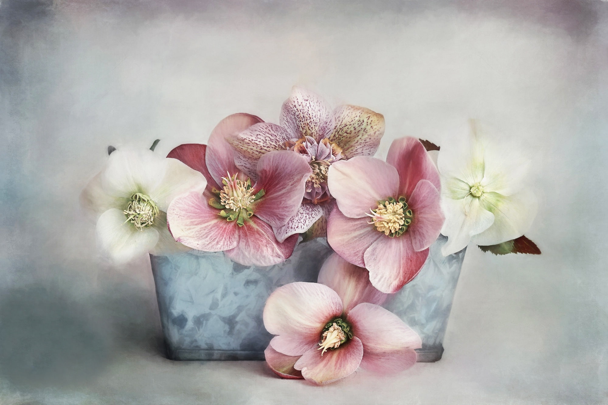 pot, digital art, flowers, 1080P, hellebore, HD Wallpaper