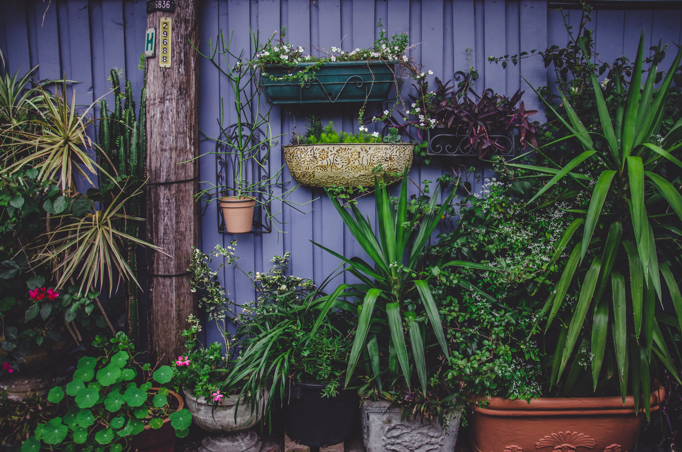 wood - material, plant, flora, front or back yard, day, architecture, green color, building exterior, nature, garden, flower pots, plant part, leaf, gardening, HD Wallpaper