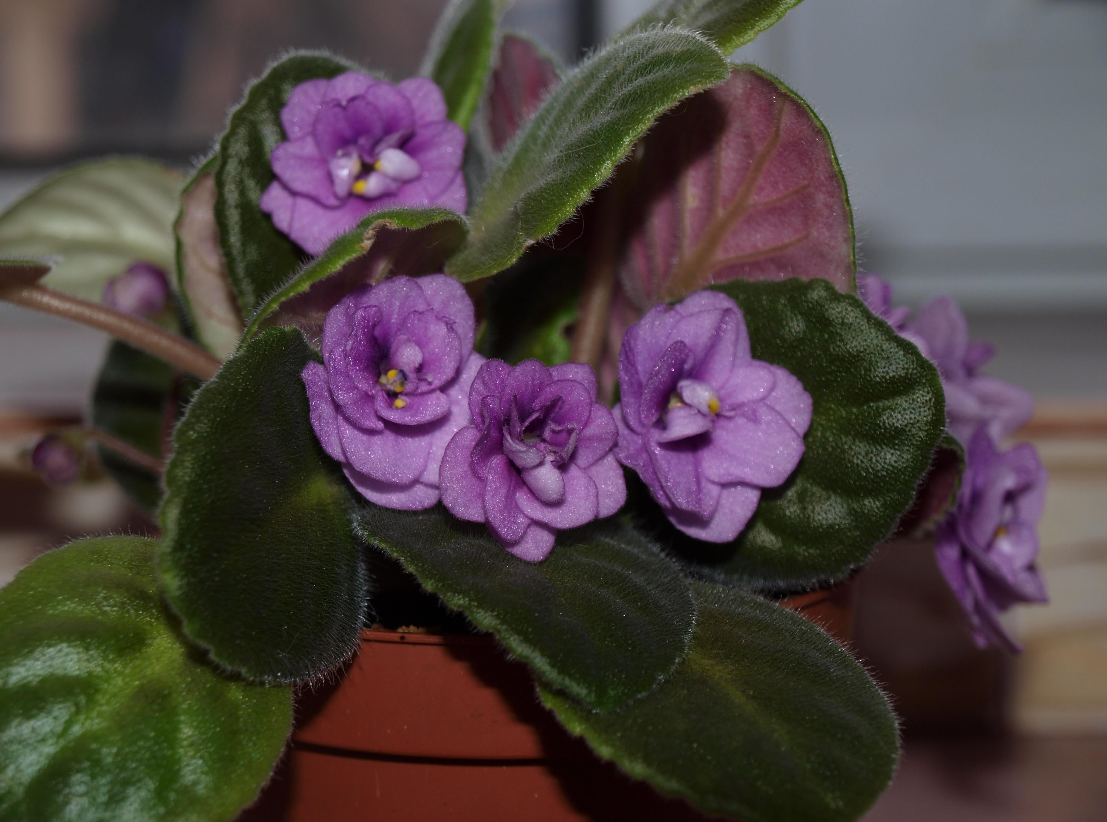 room, plant, springtime, plant part, summer, flowering, pink Color, indoors, freshness, green, fragility, season, flower pot, flowering plant, backgrounds, HD Wallpaper