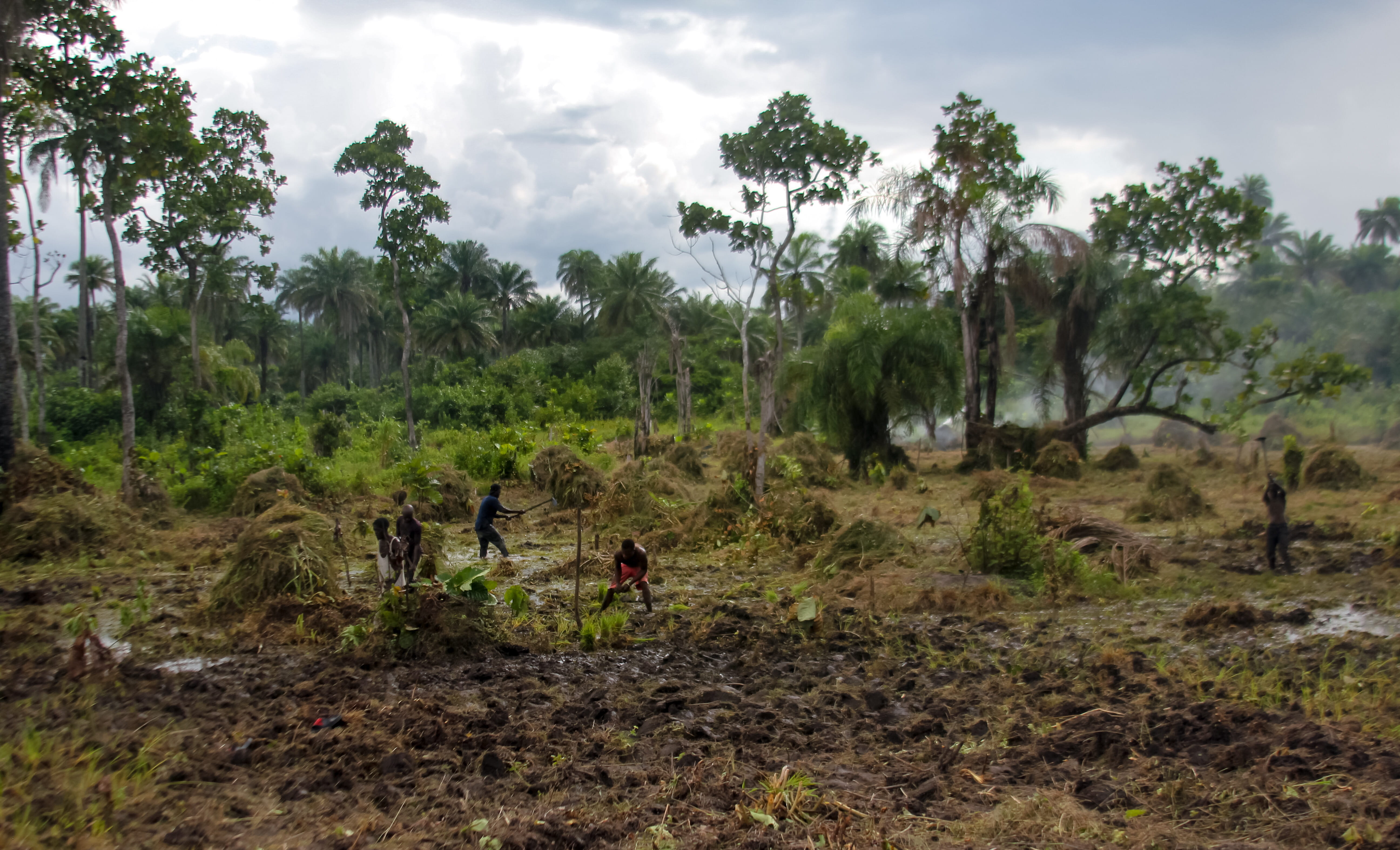 men, leisure activity, outdoors, lifestyles, dirt, africa, sierra leone, work, beauty in nature, plant, tree, field, group of people, cloud - sky, landscape, HD Wallpaper
