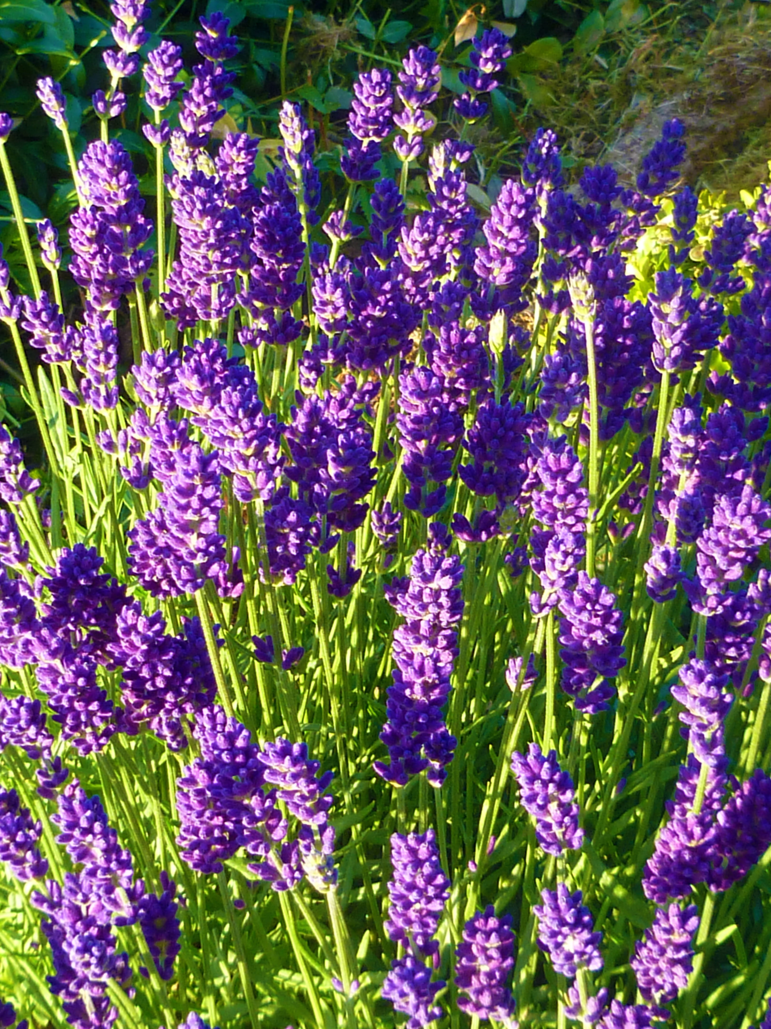 flowering plant, 4K, fragility, no people, freshness, petal, lilla, purple, full frame, plant, garden, flower, lilac, day, close-up, growth, backgrounds, Phone HD Wallpaper