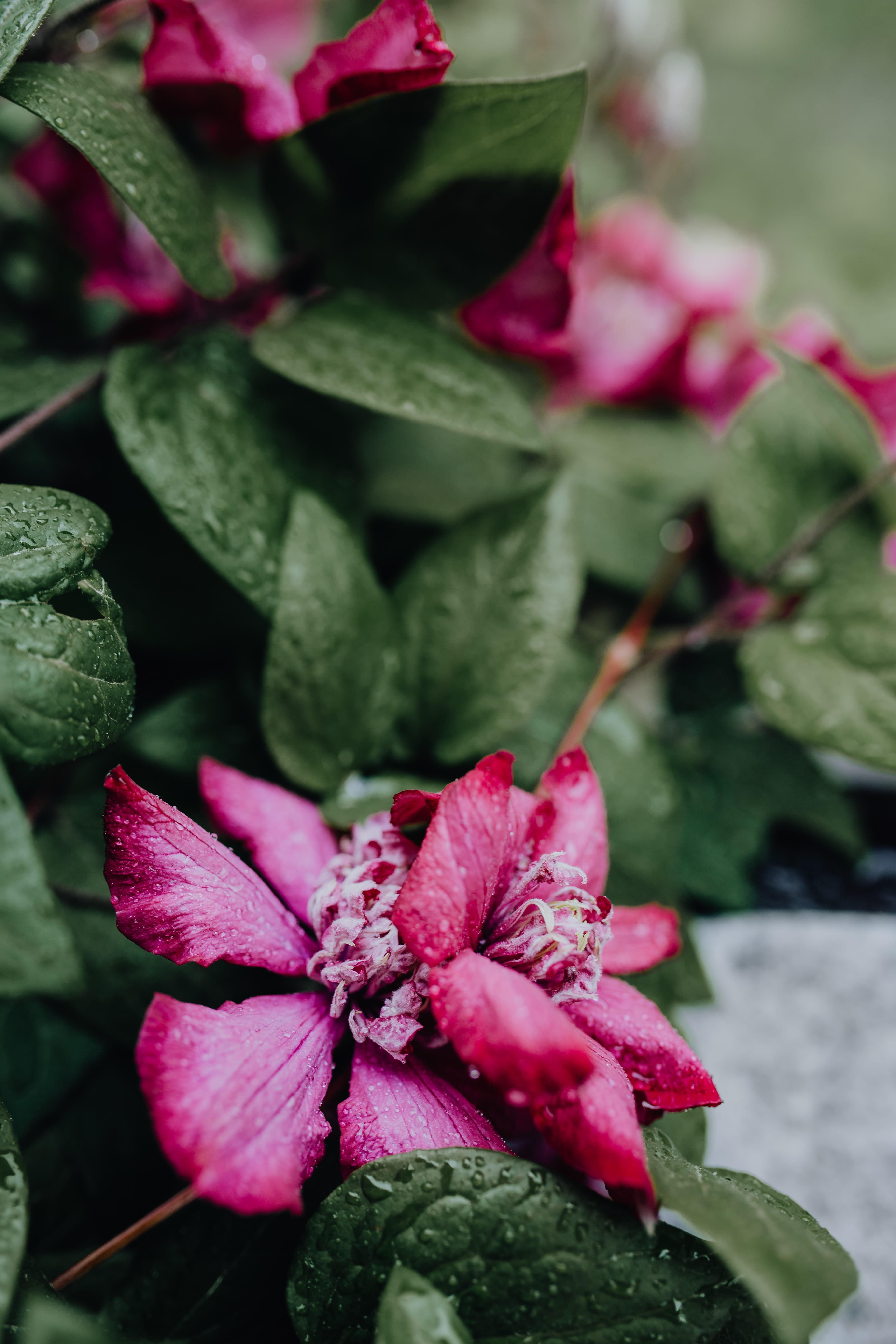 plant, green, niobe, flowering plant, pink, garden, blossom, flowers, plant part, vulnerability, clematis, freshness, springtime, focus on foreground, flower head, Phone HD Wallpaper
