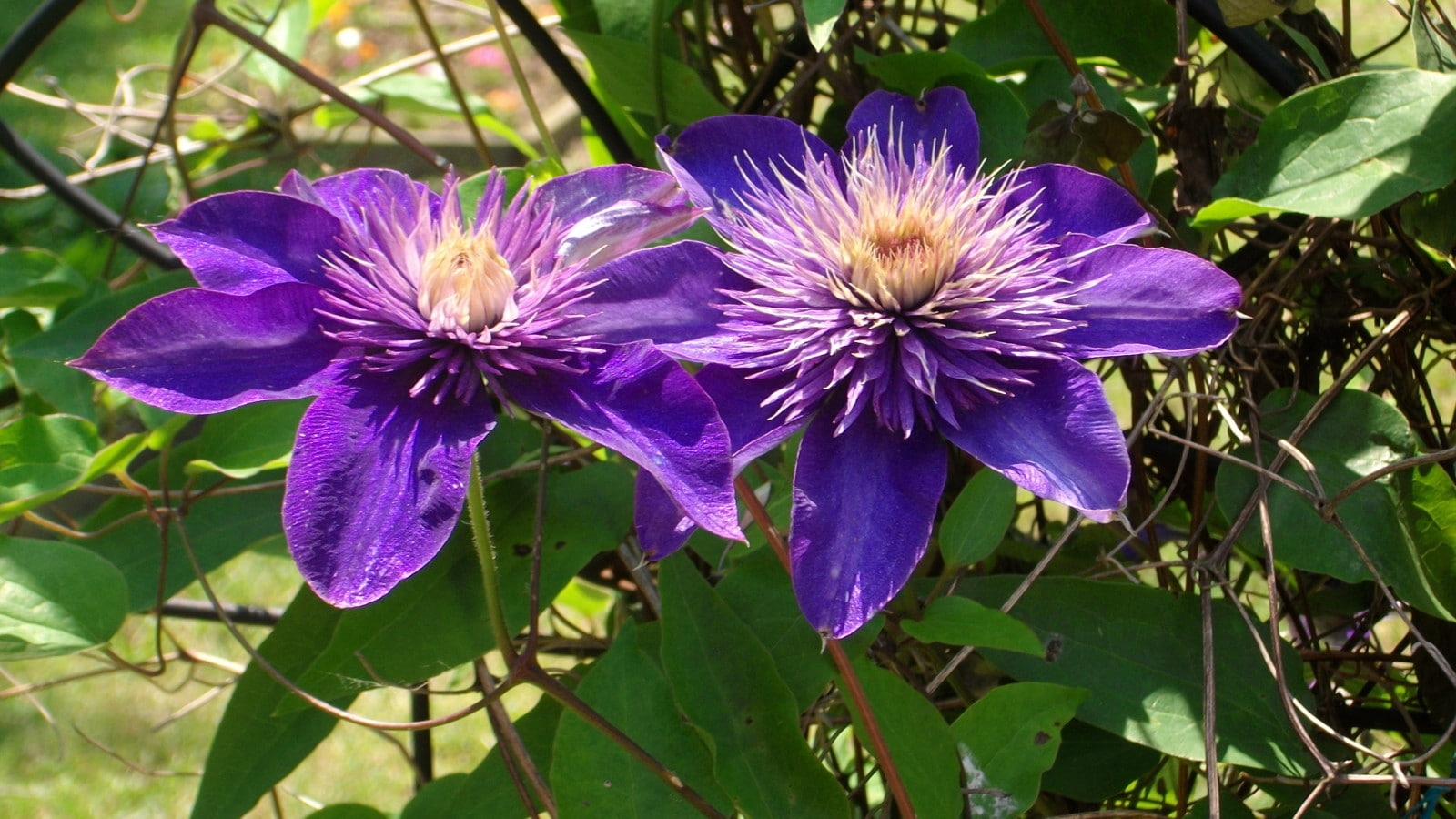 nature, blooms, flower, garden, clematis, climbing plant, duet, flower duet, pair, hd, climbing, plant, 720P, HD Wallpaper