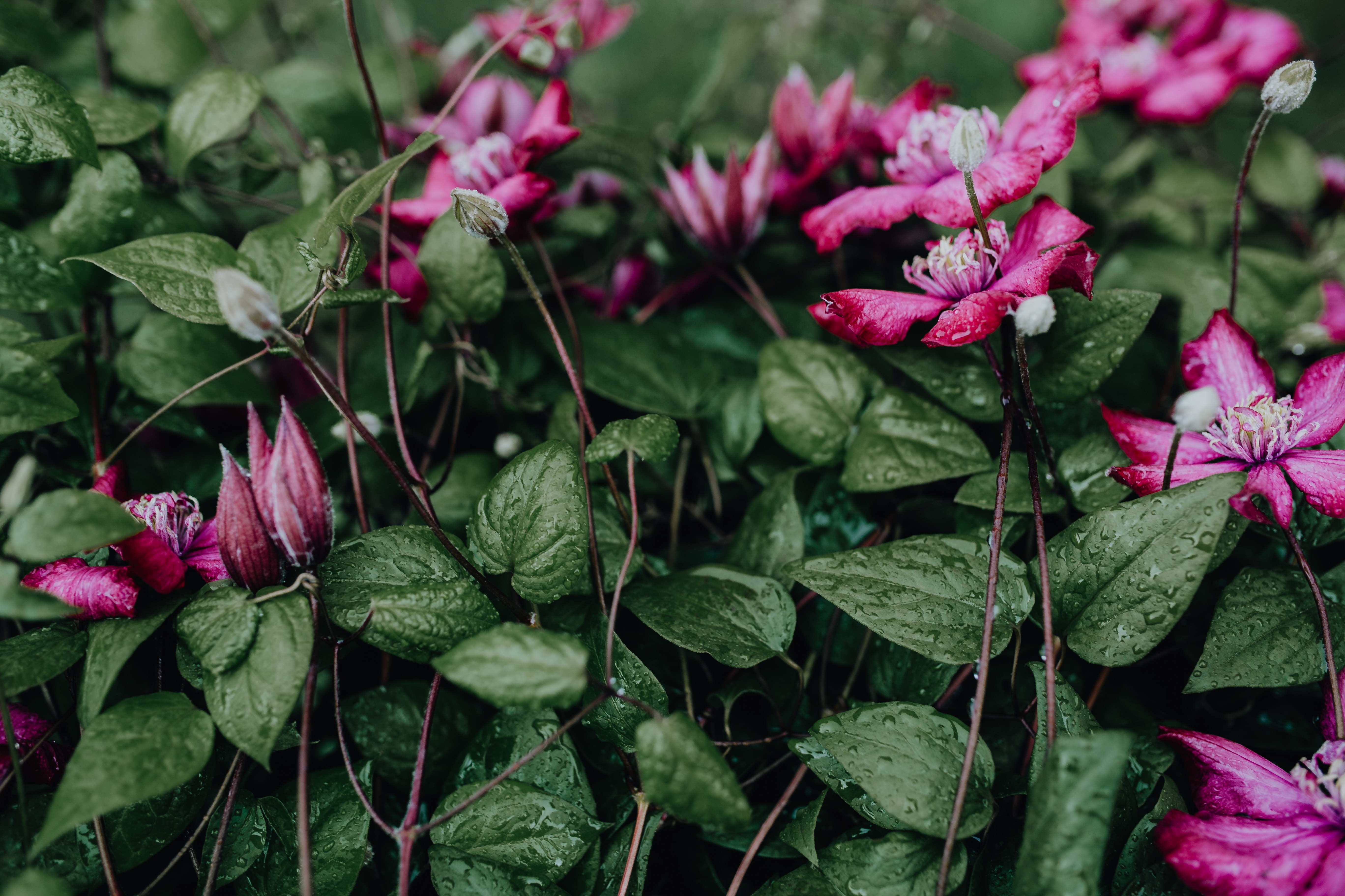 flowering plant, blossom, garden, petal, botany, plant part, clematis, leaf, vulnerability, plant, flower head, green, fragility, flower, freshness, purple, HD Wallpaper