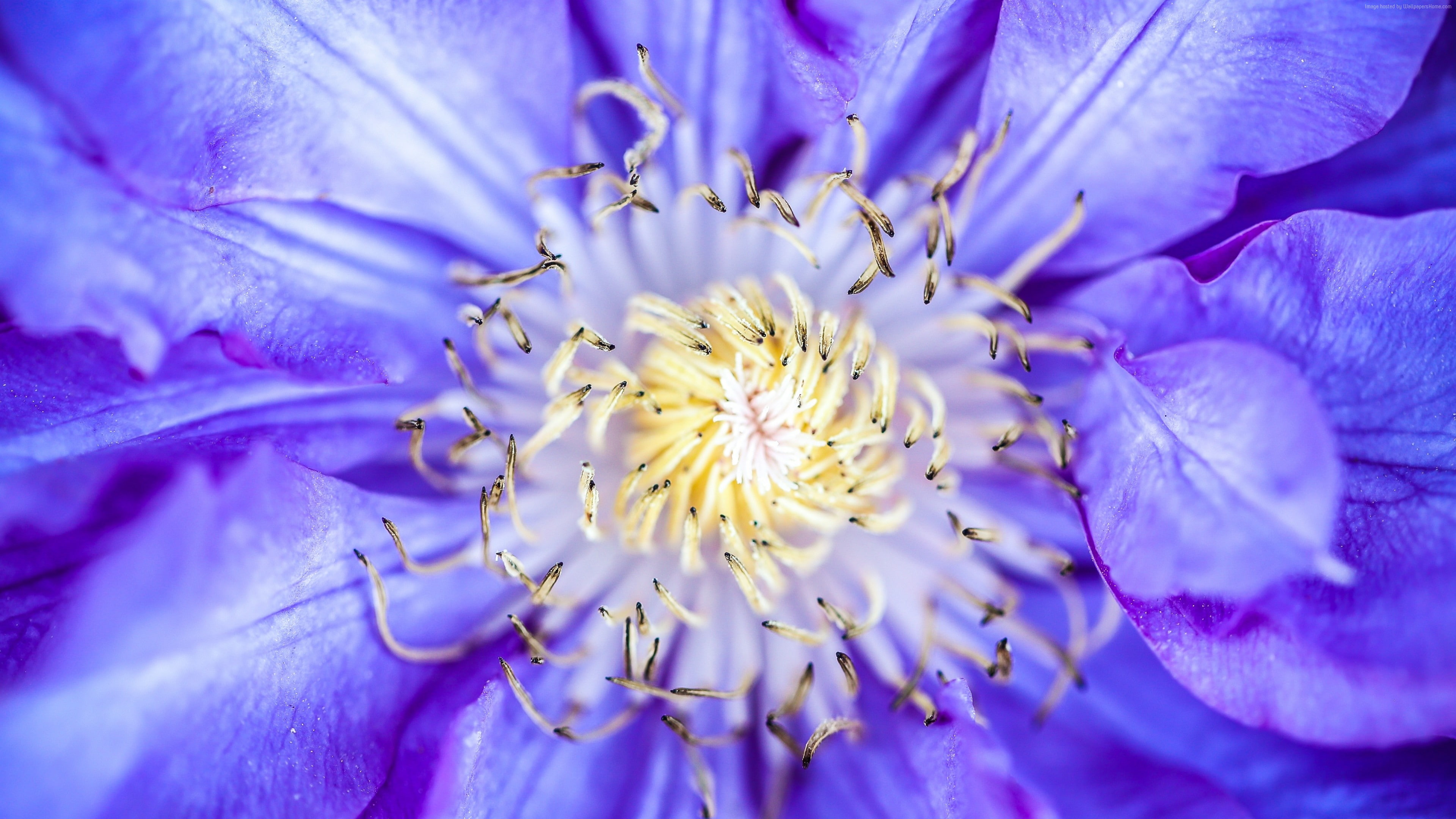 Clematis, macro, 5k, purple, 4K, 4k, flowers, HD Wallpaper