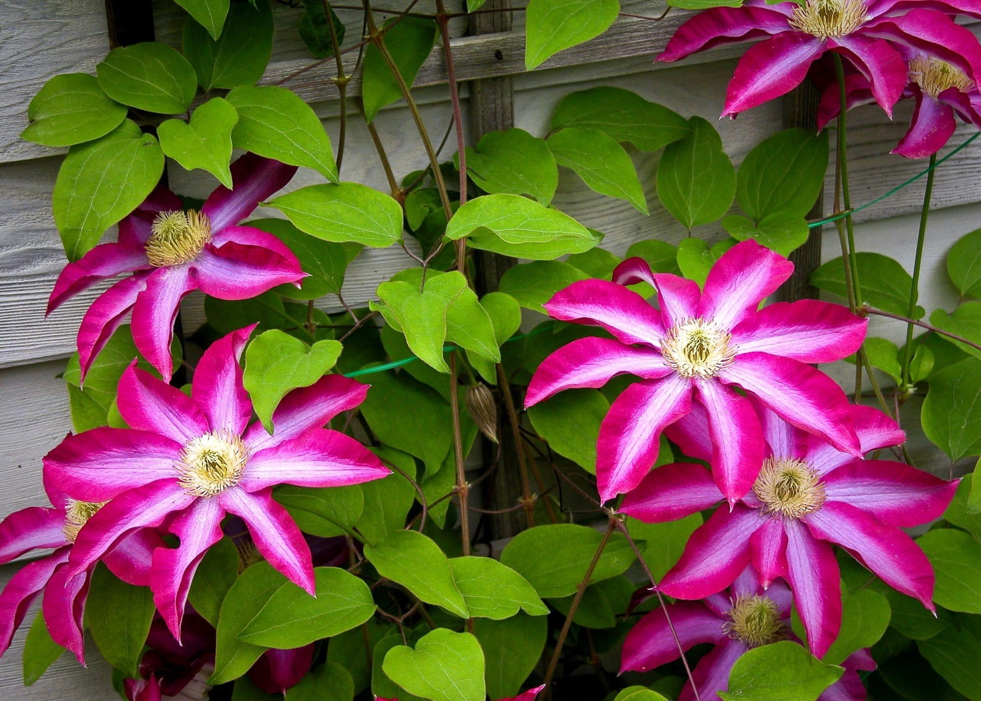 bindweed, pink, backgrounds, white, petaled, botany, flower Head, green Color, plant part, leaves, flowerbed, pink Color, flowering plant, springtime, plant, HD Wallpaper