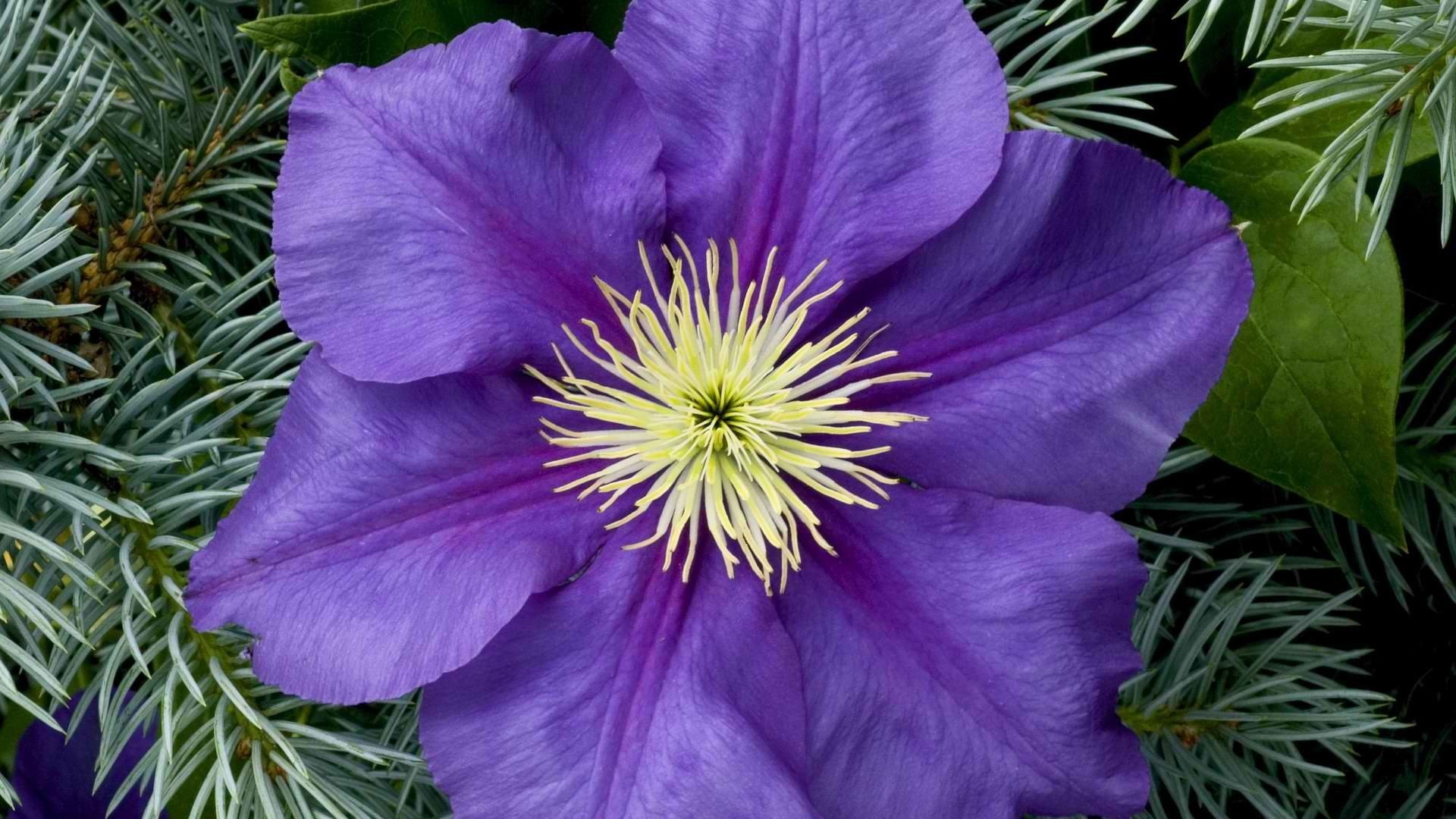 purple flowers, clematis, 1080P, flowers, plants, purple, nature, HD Wallpaper