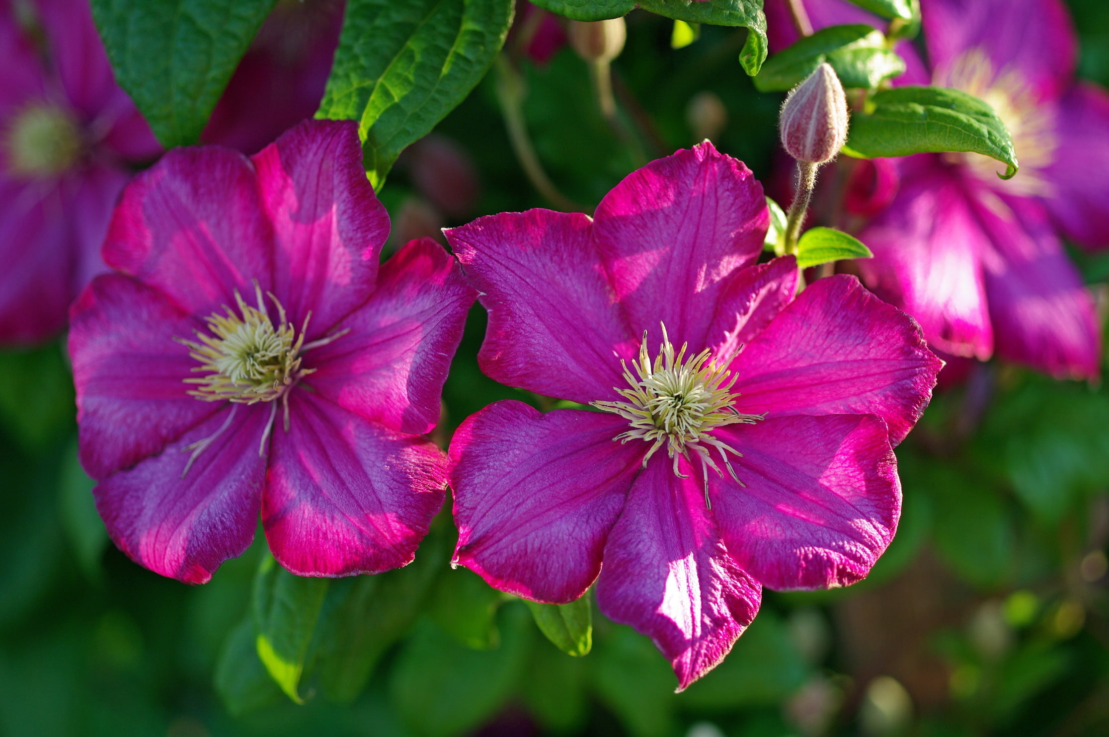 1080P, petals, macro, clematis, HD Wallpaper