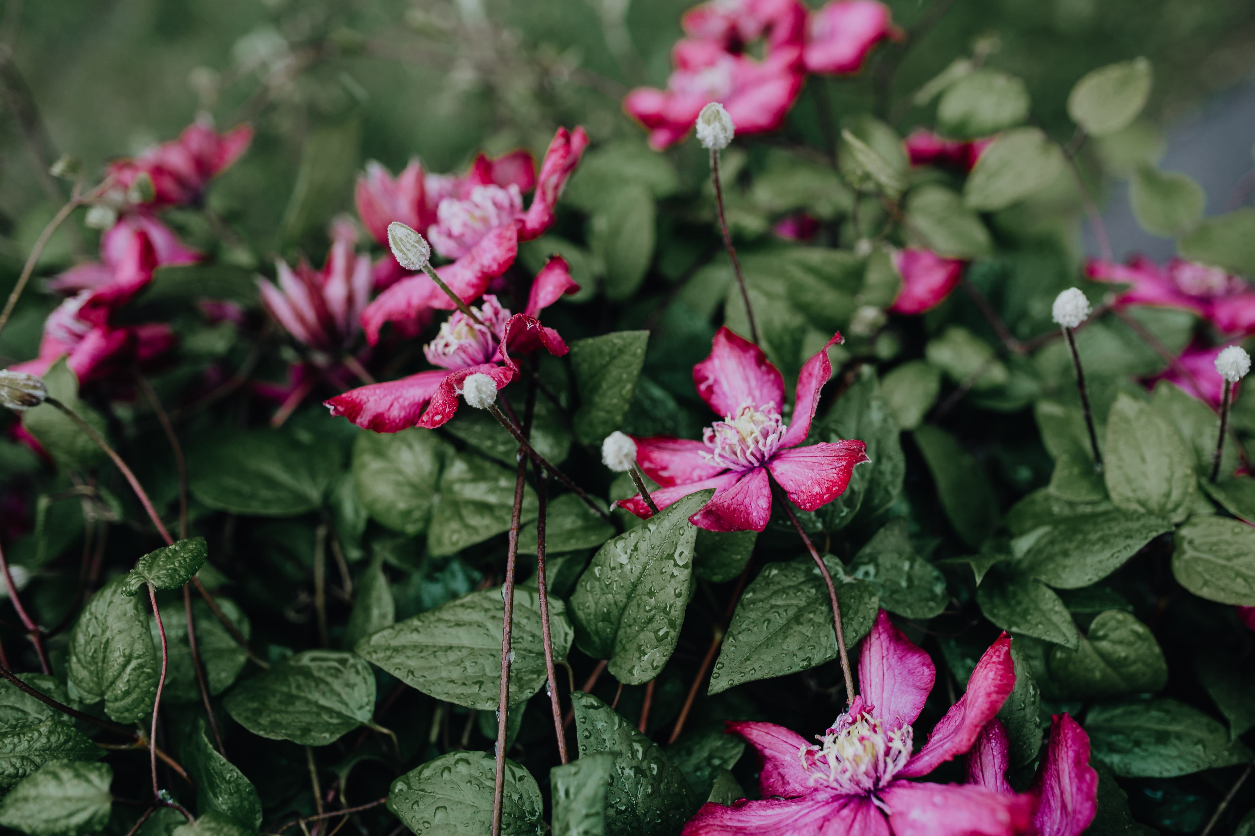 flowering plant, freshness, plant part, flowers, nature, vulnerability, blooming, springtime, flower head, 4K, no people, inflorescence, leaf, clematis, HD Wallpaper