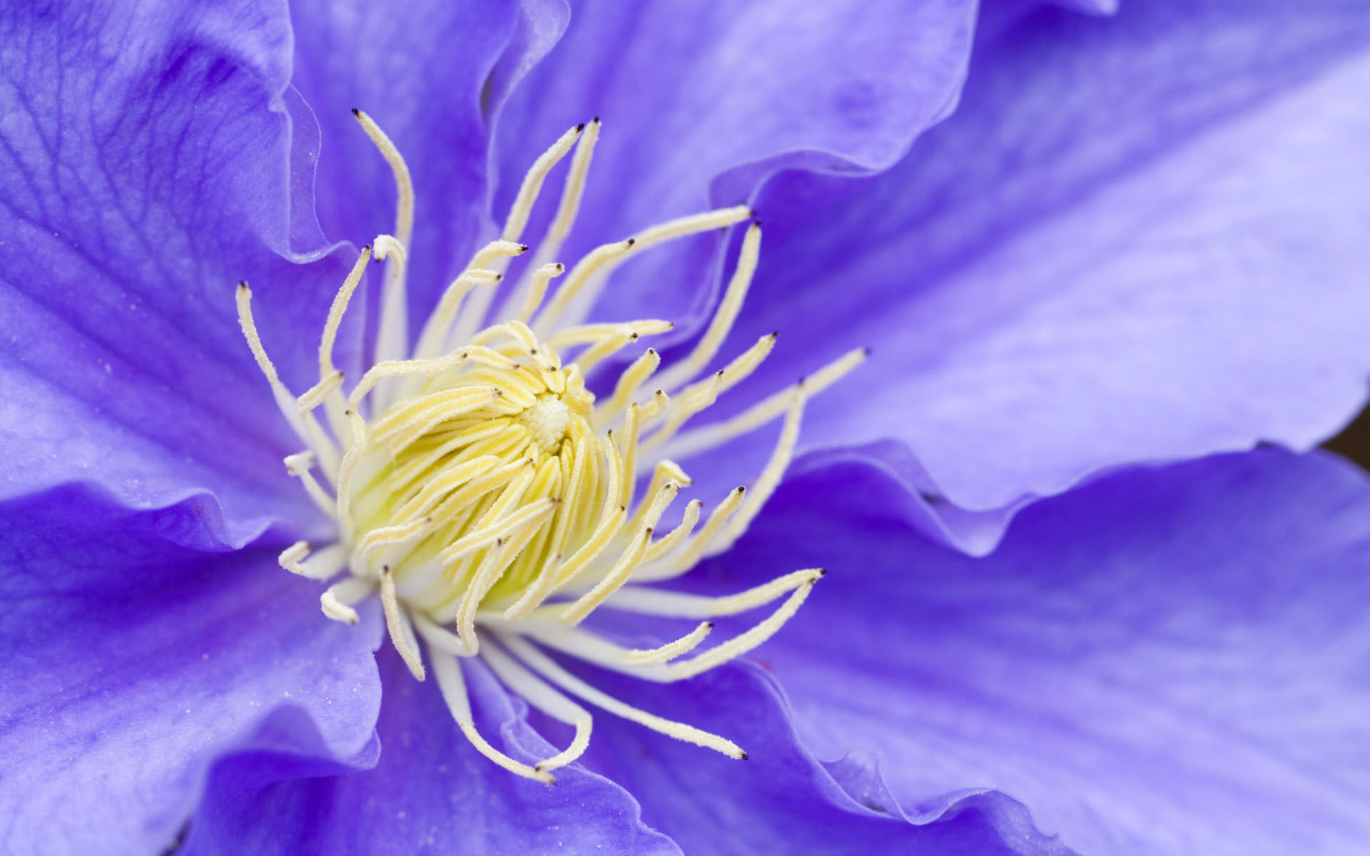 1080P, purple, flowers, hd, petaled, clematis, flower, HD Wallpaper