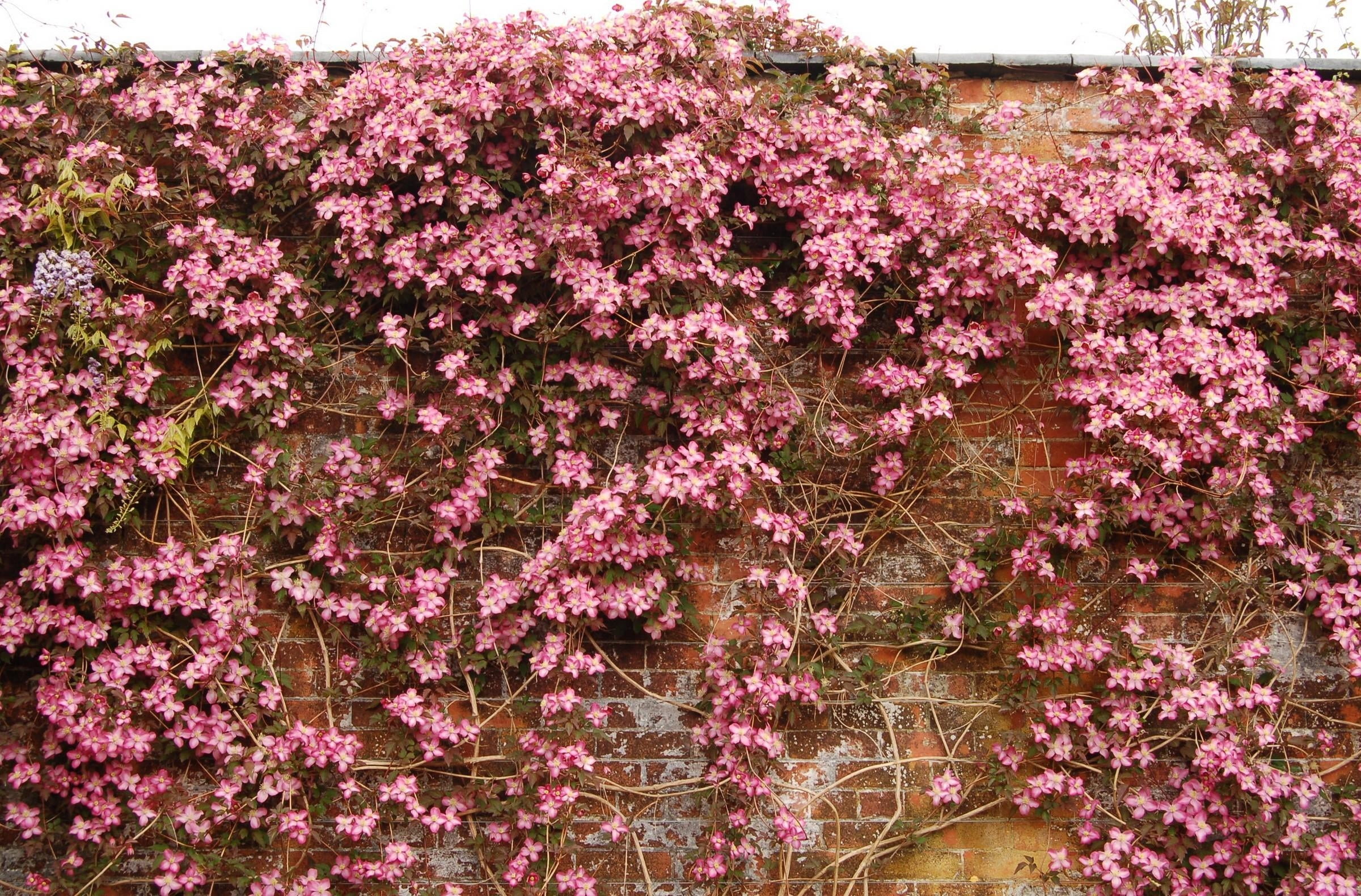 flowerbed, outdoors, low angle view, abundance, beauty In Nature, pink Color, no People, green Color, vibrant Color, yellow, nature, multi Colored, flowering plant, HD Wallpaper