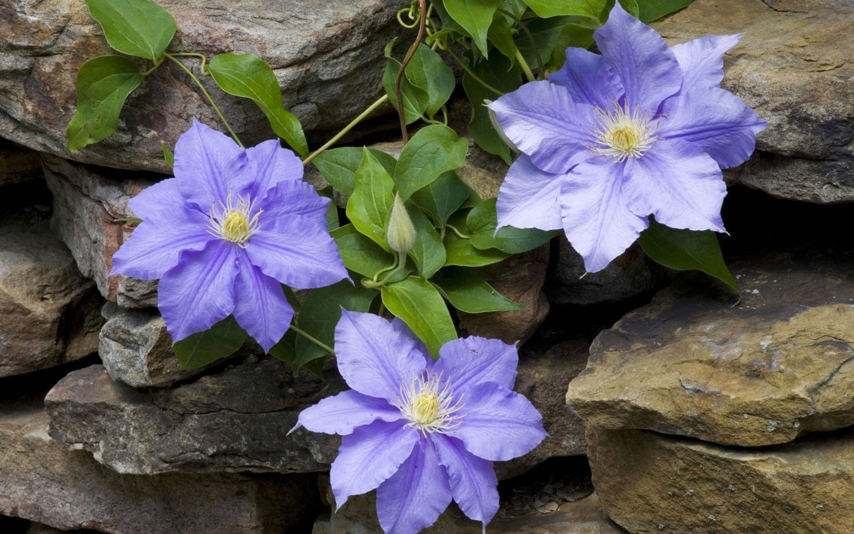 multi Colored, vulnerability, backgrounds, clematis, green Color, masonry, close-up, summer, inflorescence, day, nature, no people, beauty In Nature, pink Color, HD Wallpaper