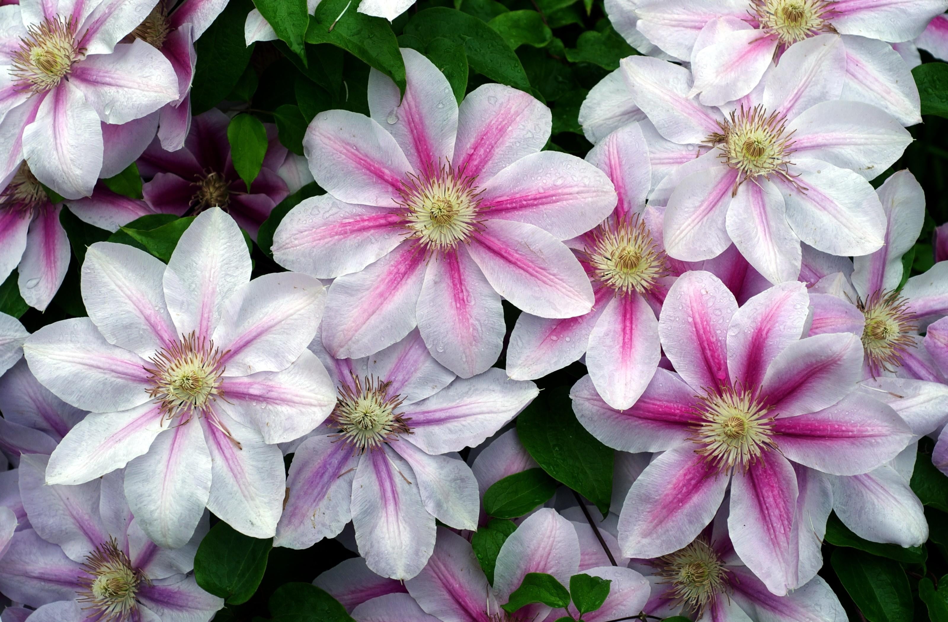 2K, pink, fresh, no people, summer, botany, green, pollen, flowering plant, high angle view, nature, park, plant, backgrounds, macro, purple, park - man made space, HD Wallpaper