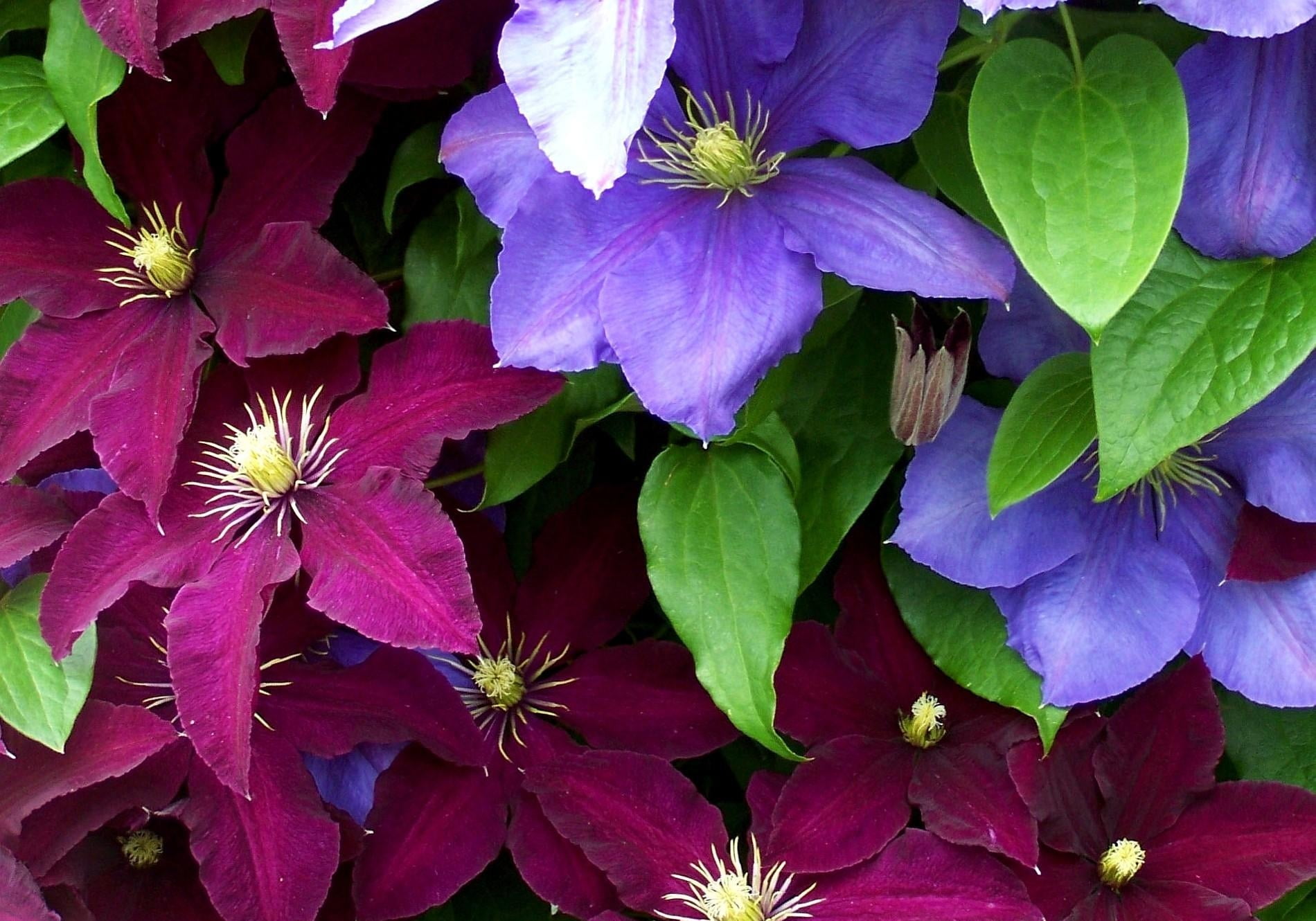 plant, green Color, blue, beauty In Nature, flowering plant, petaled, pink color, multi Colored, full frame, petal, vulnerability, colorful, flower Head, HD Wallpaper