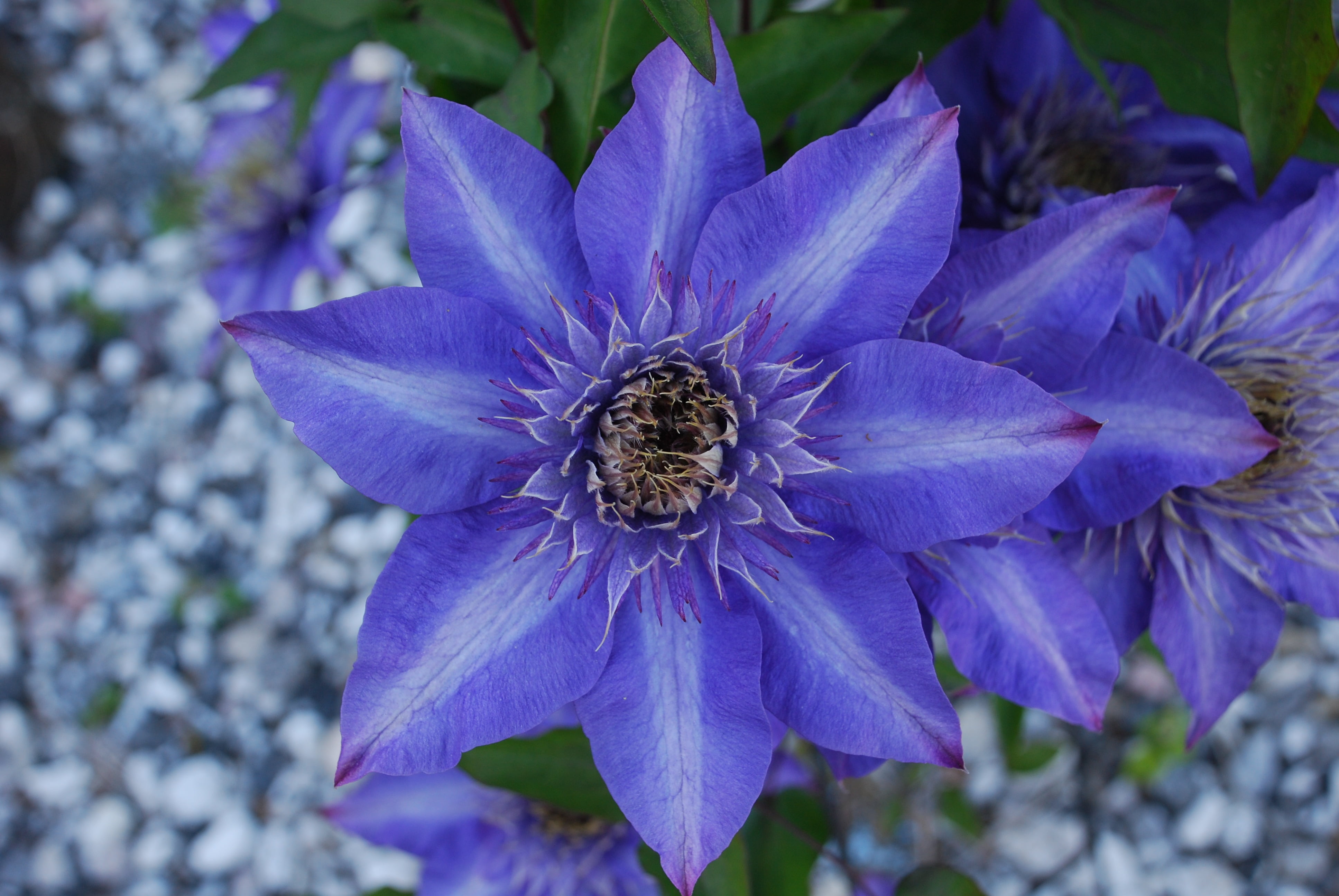 4K, single Flower, royalty, summer, vulnerability, pollen, beauty In Nature, fragility, nature, outdoors, insect, freshness, no people, animals in the wild, HD Wallpaper