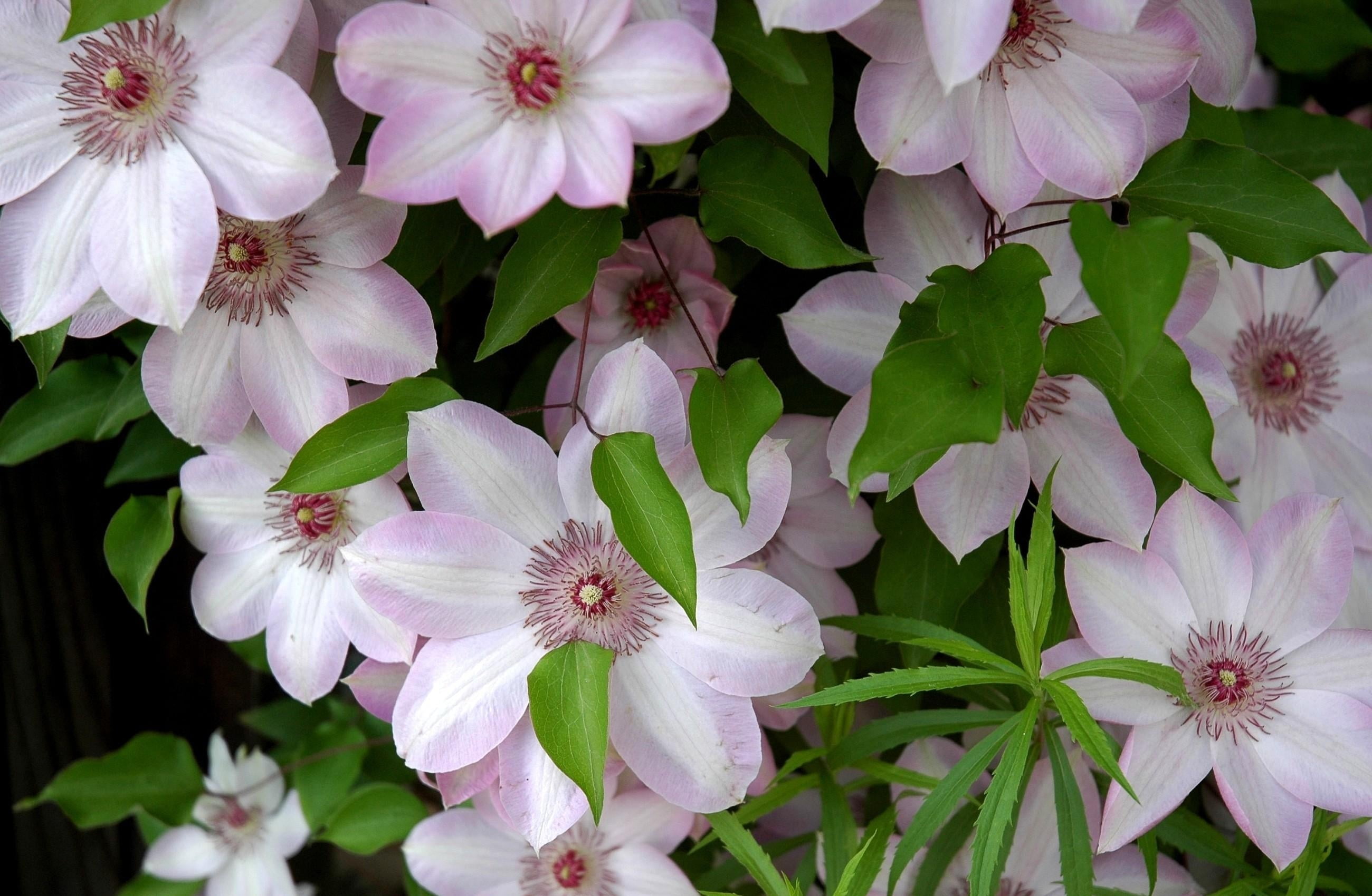 green, plant, full frame, multi Colored, season, no people, beauty In Nature, growth, close-up, backgrounds, day, blossom, flowering, pink, white, freshness, HD Wallpaper