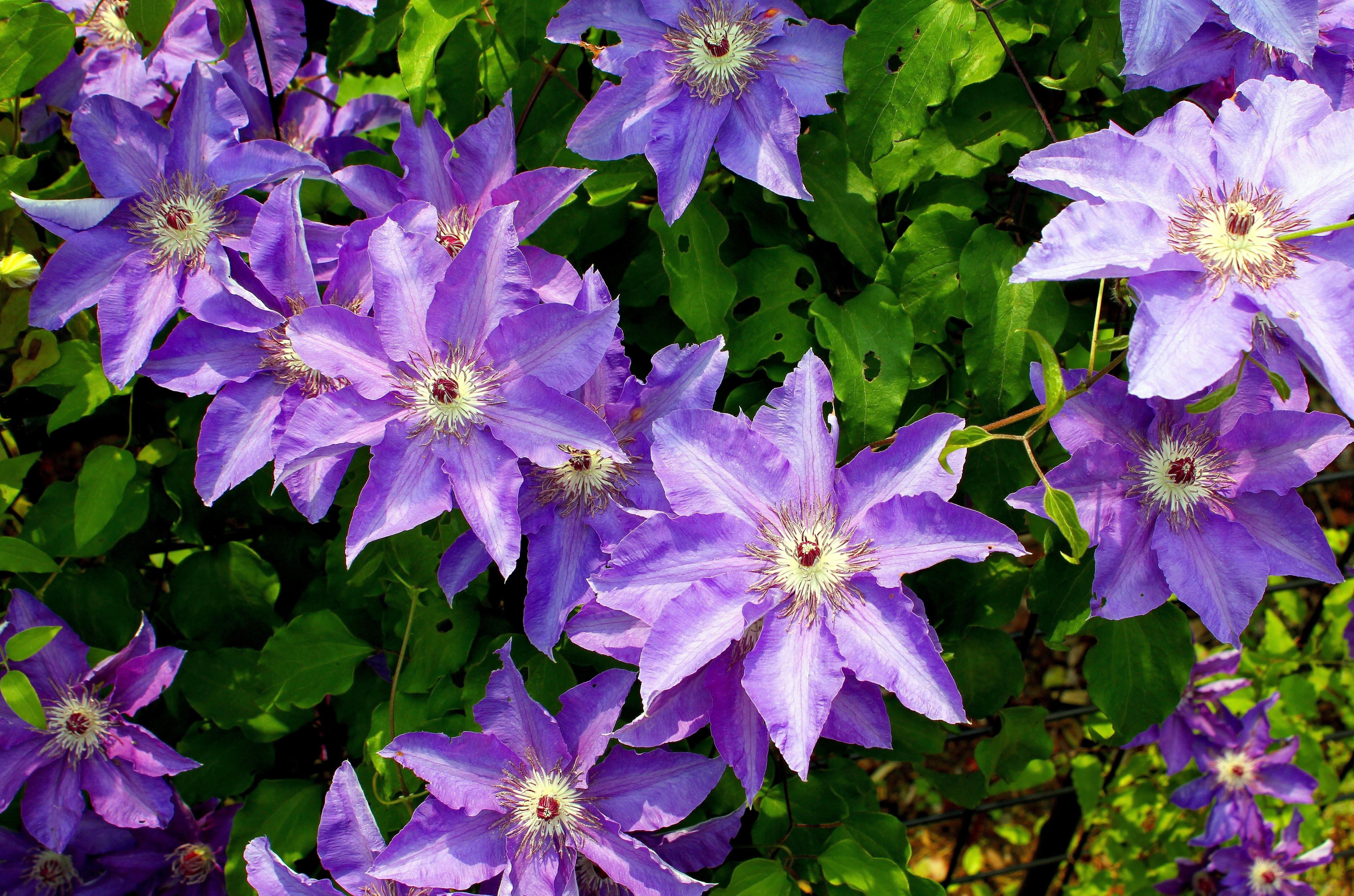 plant part, green, flowers, freshness, blossom, green Color, blue, flower Head, growth, flowerbed, flower, gardening, decoration, pink Color, plant, purple, HD Wallpaper