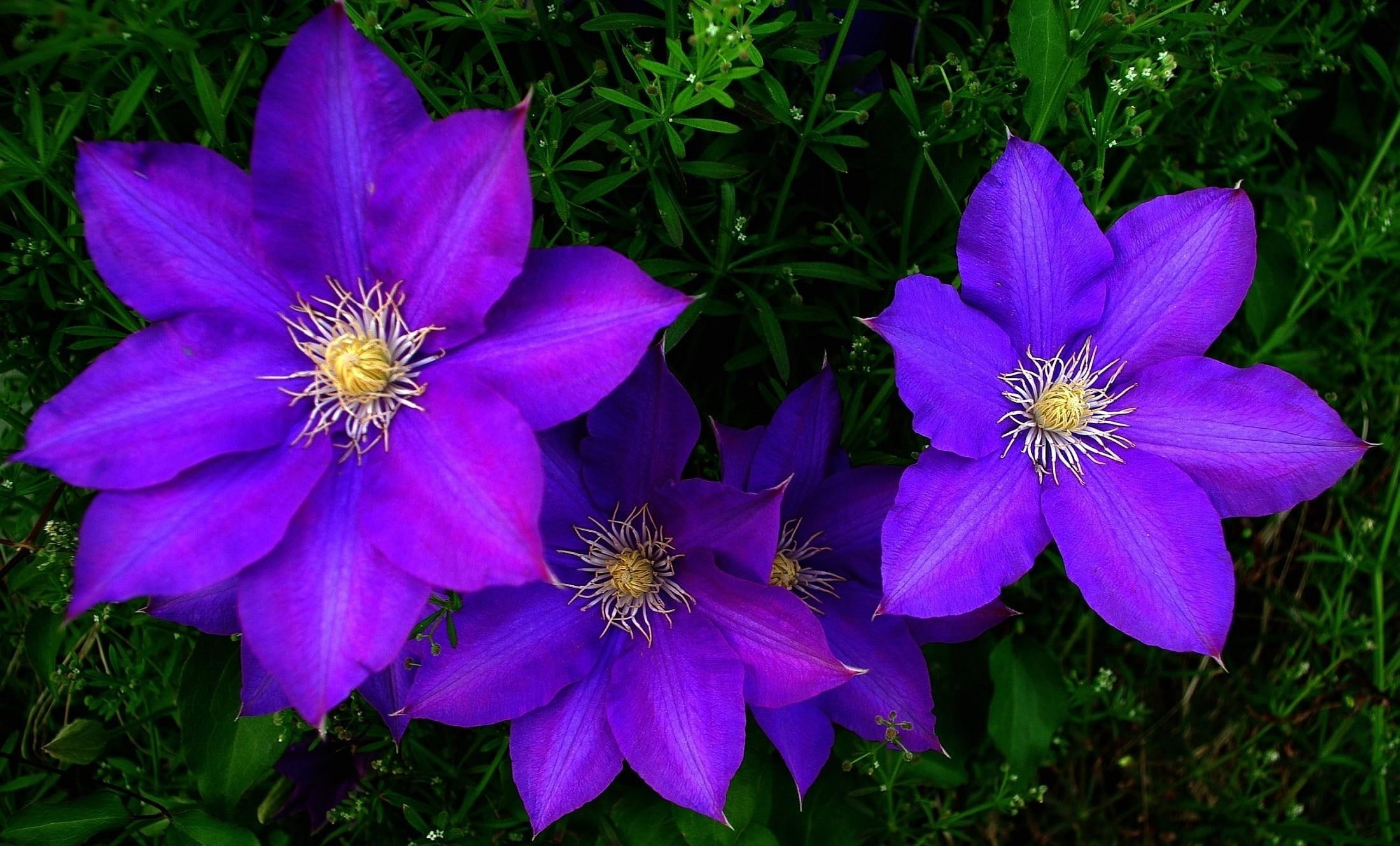 flowers, 1080P, purple, bright, clematis, green, HD Wallpaper