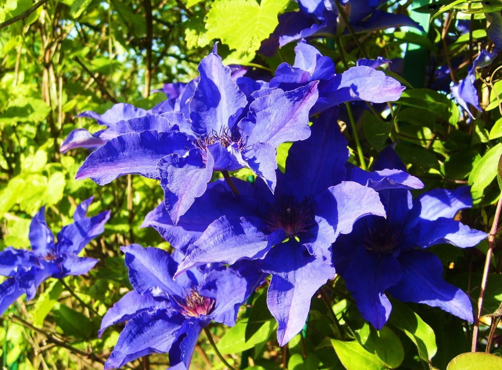 leaf, plant part, plant, flowering, clematis, freshness, purple, no people, leaves, 720P, flower head, fragility, flowering plant, flower, nature, flowers, HD Wallpaper