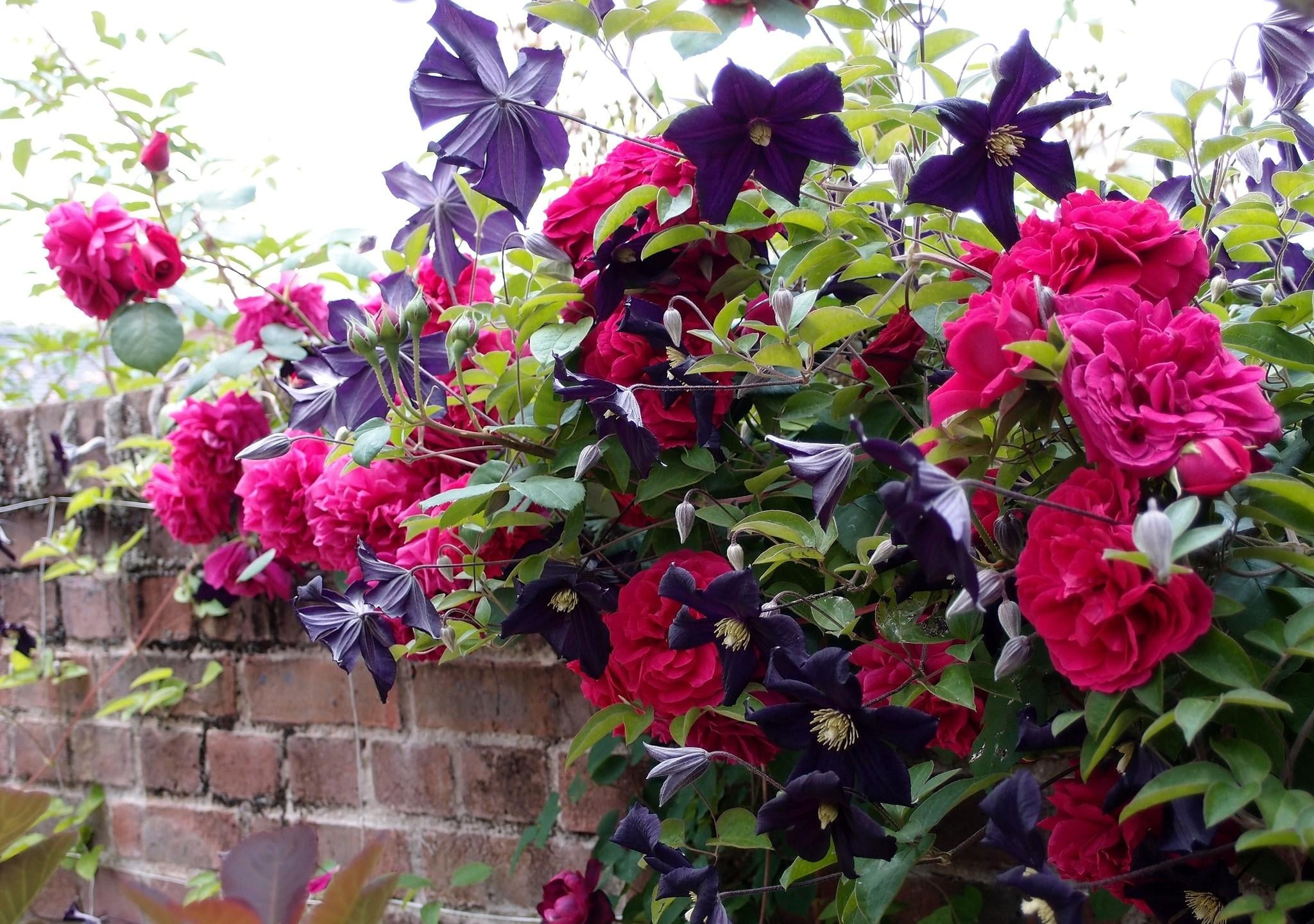freshness, leaf, petal, vibrant Color, formal Garden, roses, brick, wall, bouquet, bush, botany, rose - Flower, fragility, season, vulnerability, bunch of flowers, HD Wallpaper