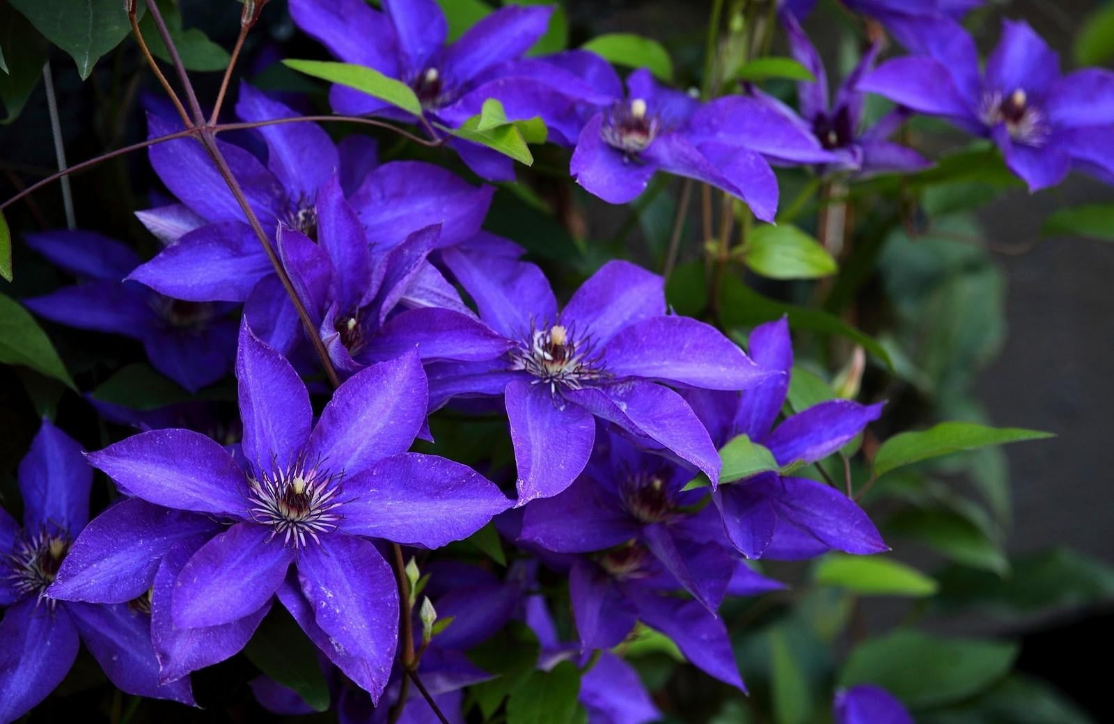pollen, summer, purple, plant, backgrounds, vulnerability, 720P, beauty In Nature, botany, day, close-up, petaled, blossom, macro, no people, flower Head, HD Wallpaper