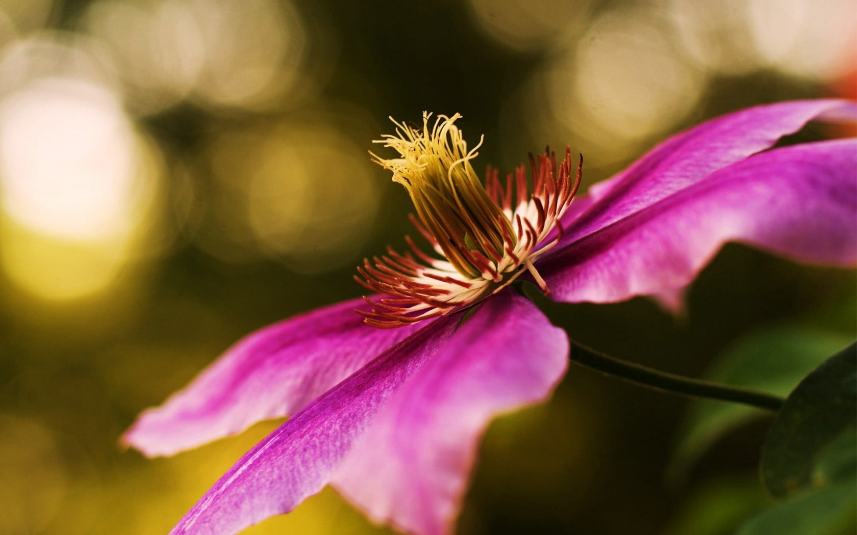 flower head, growth, inflorescence, pink, flower, petal, pollen, no people, 720P, selective focus, nature, vine, clematis, sepal, beauty in nature, pink color, HD Wallpaper