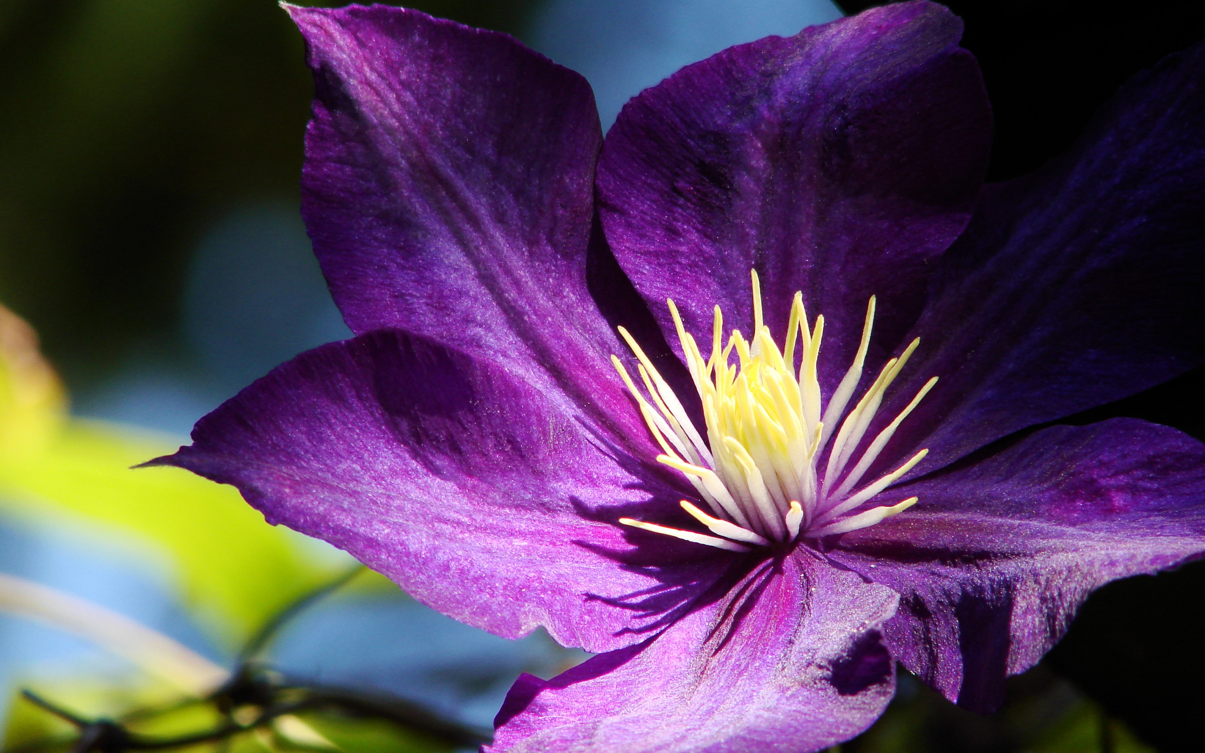 Download 3840x2400 Clematis, petals, 4K, clematis, buds, flowers backgrounds, HD Wallpaper