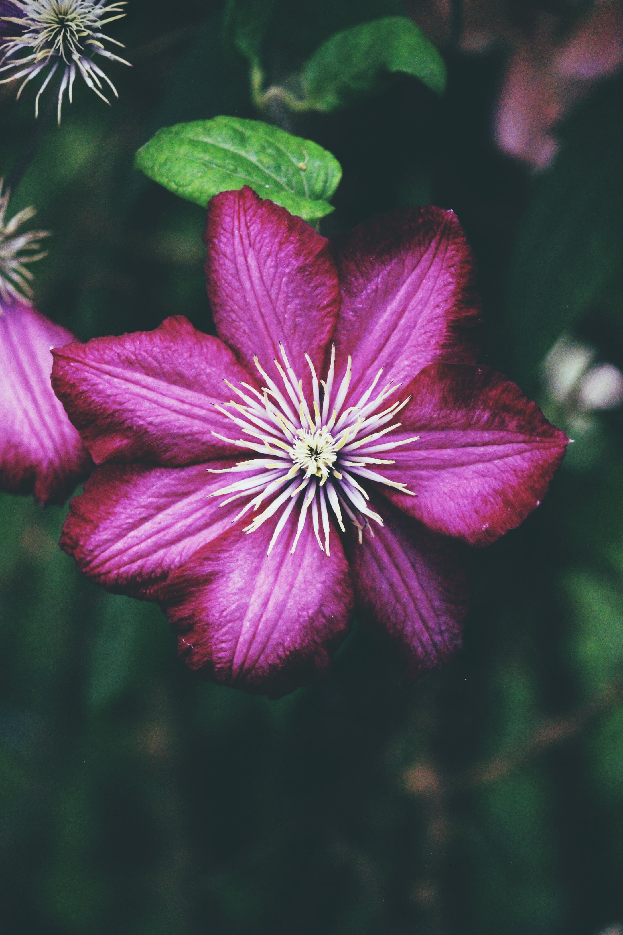 bud, petals, close-up, beauty in nature, flower, flower head, vulnerability, day, nature, clematis, purple, 2K, pollen, pink color, flowering plant, fragility, Phone HD Wallpaper
