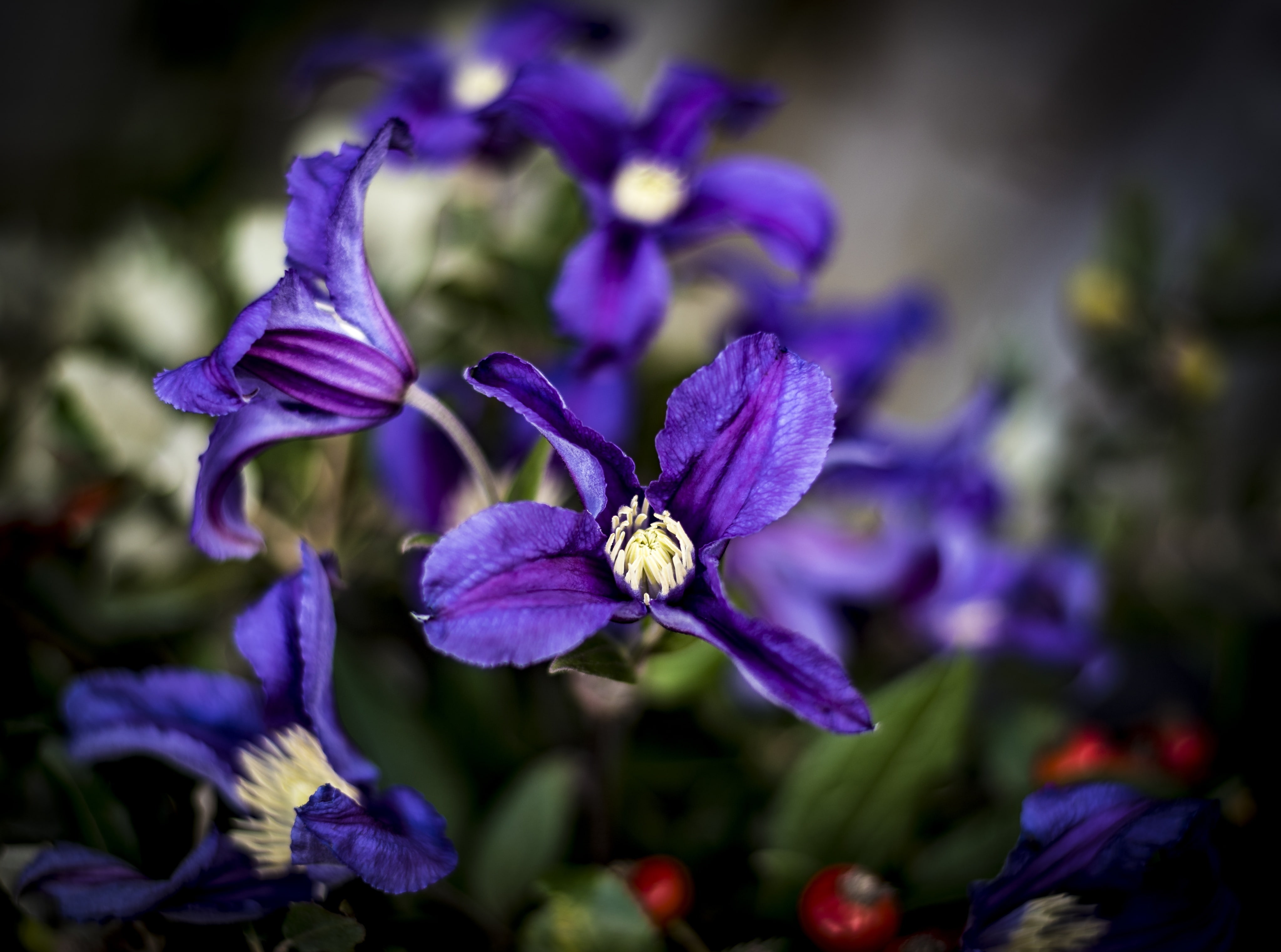Purple, 4K, Nature, Beautiful, flora, Fall, bouquet, Plant, Clematis, Autumn, Flowers, Color, HD Wallpaper