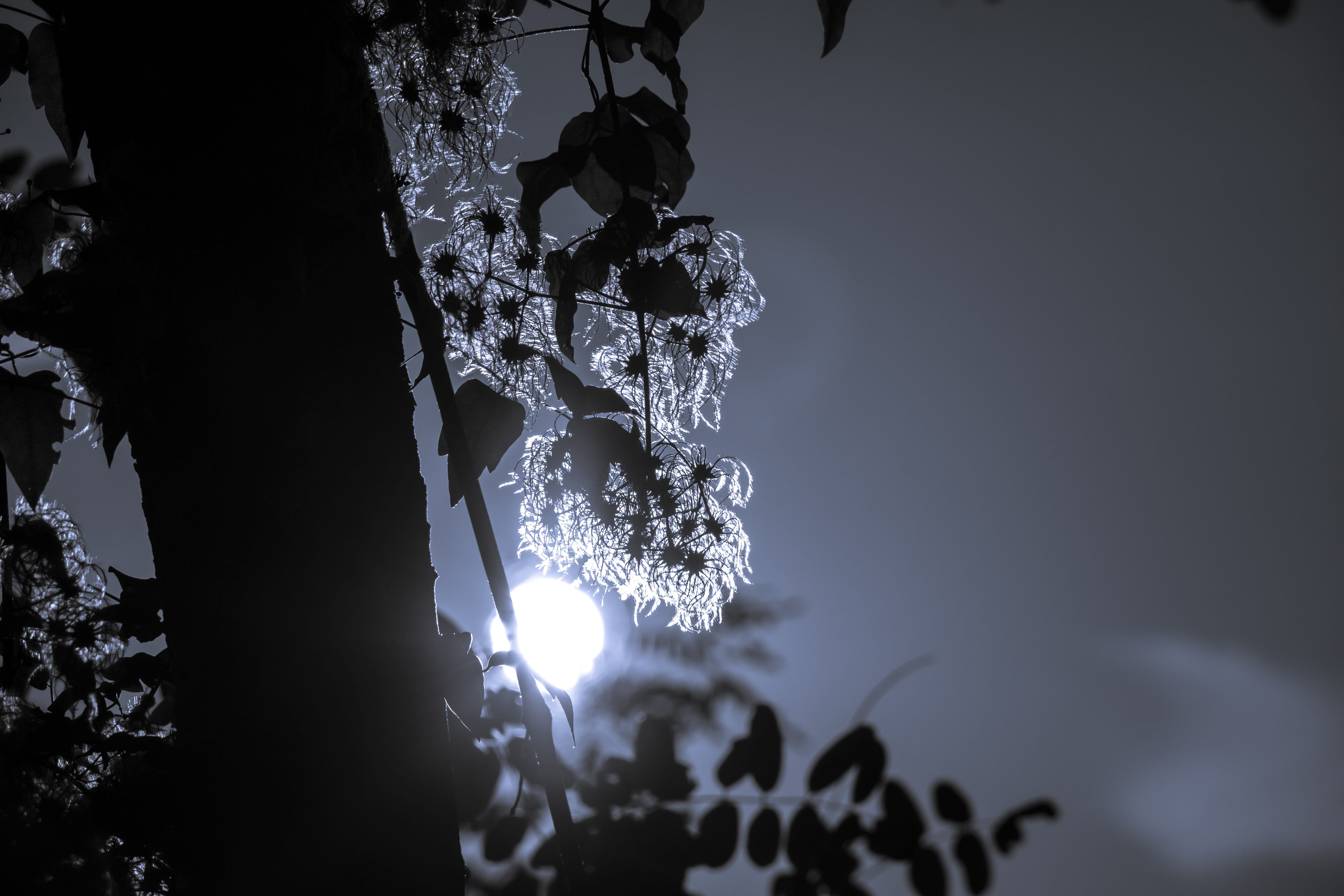 plant, frozen, celebration, light, clematis vitalba, outdoors, crystal, ice, christmas, 5K, cold temperature, no people, climber, night, back light, real clematis, HD Wallpaper