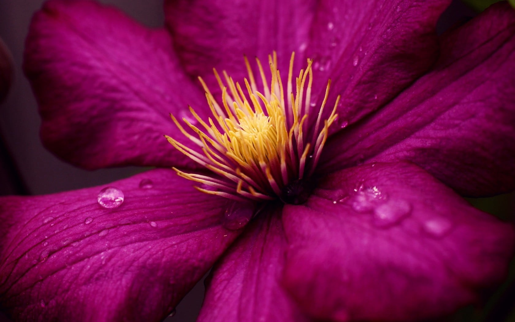 flower, beauty in nature, pollen, purity, nature, no people, vulnerability, close-up, clematis, flowering plant, pink color, drops, drop, water, freshness, HD Wallpaper