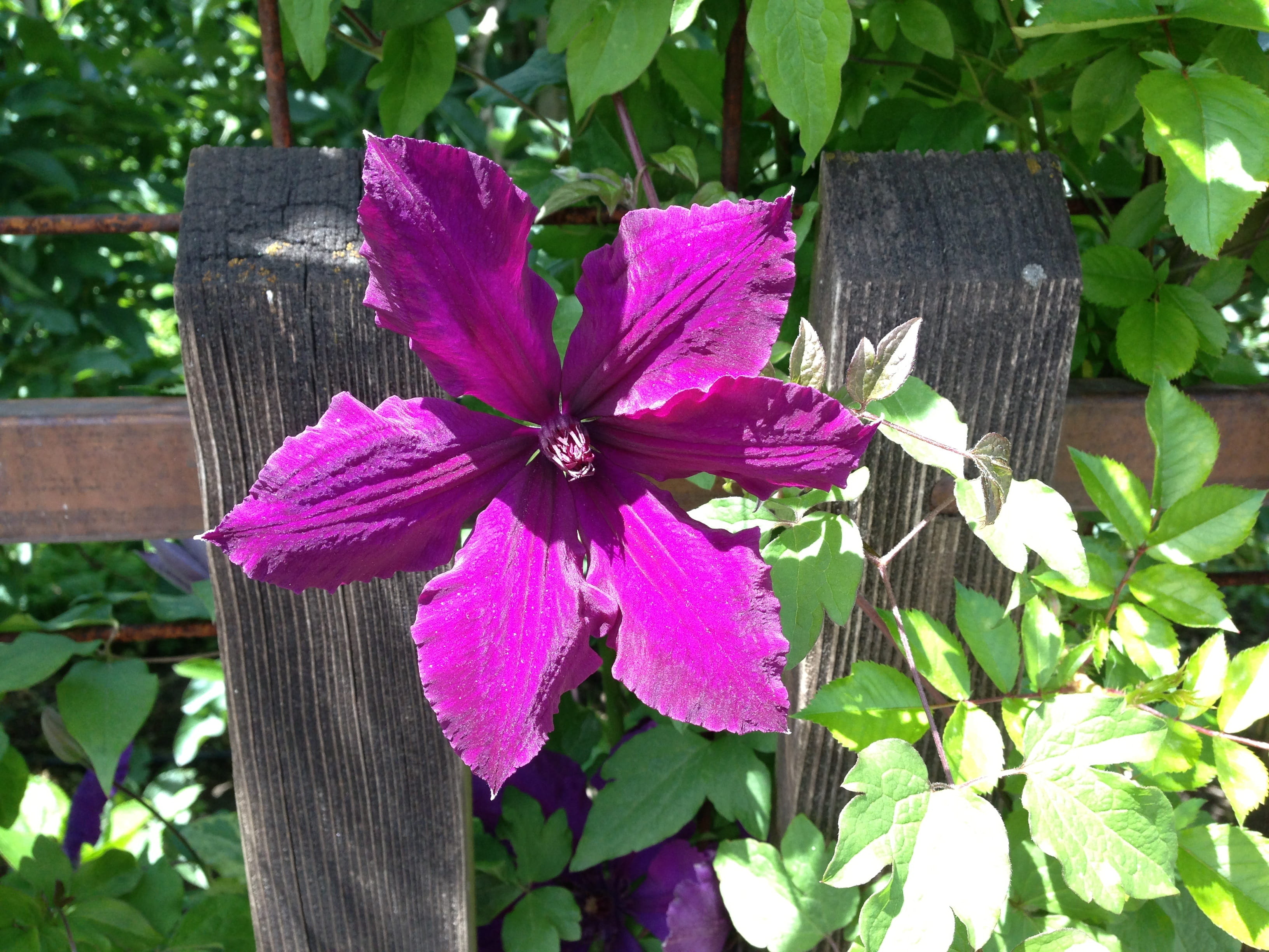 fence, 2K, clematis, flowering plant, boundary, plant, flower head, freshness, purple, pink color, close-up, inflorescence, beauty in nature, fragility, HD Wallpaper