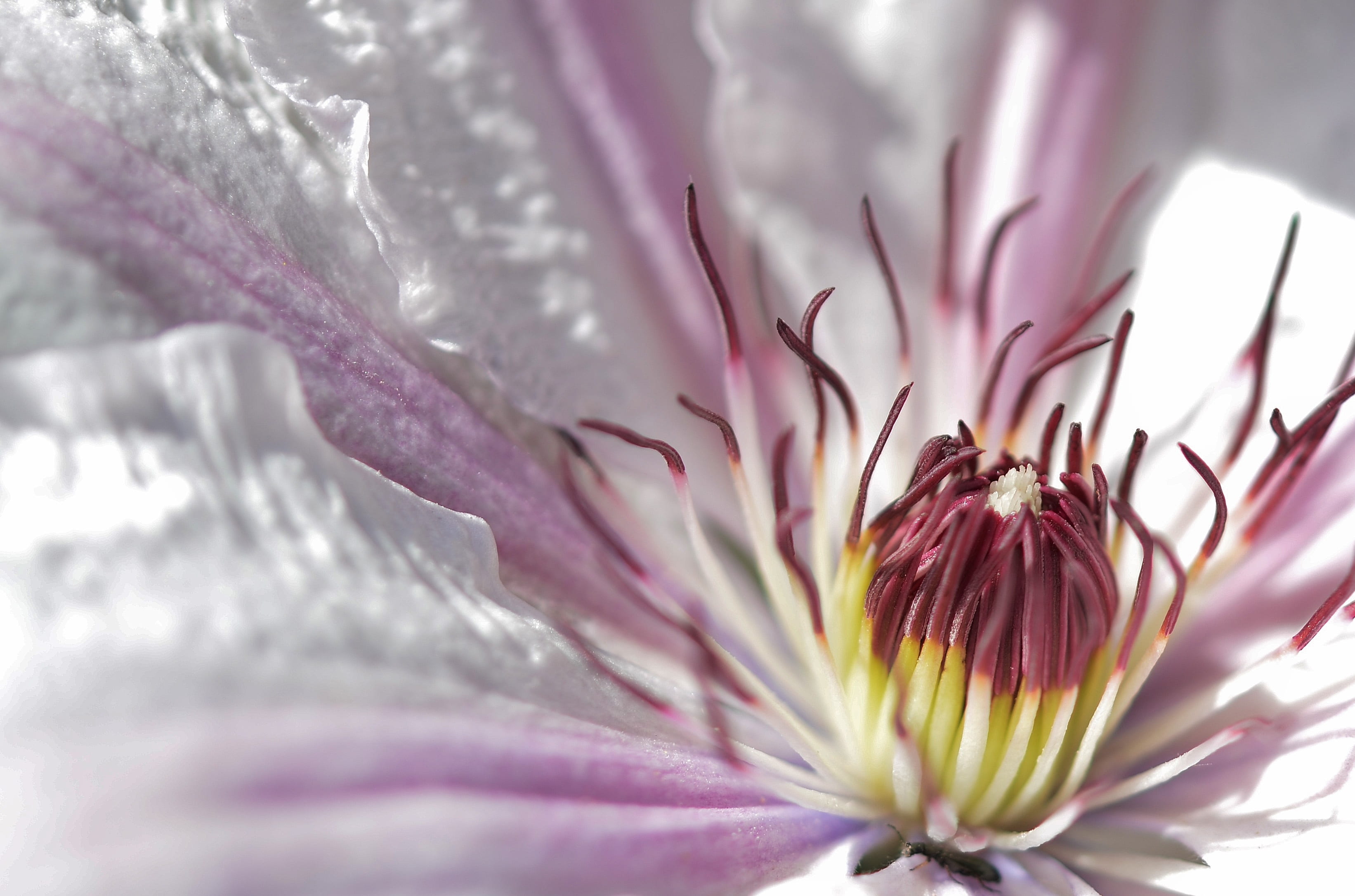 vulnerability, garden, bloom, violet, plant, petal, purple, blossom, spring, summer, flower, macro, white, softness, pollen, flowering plant, pink color, HD Wallpaper