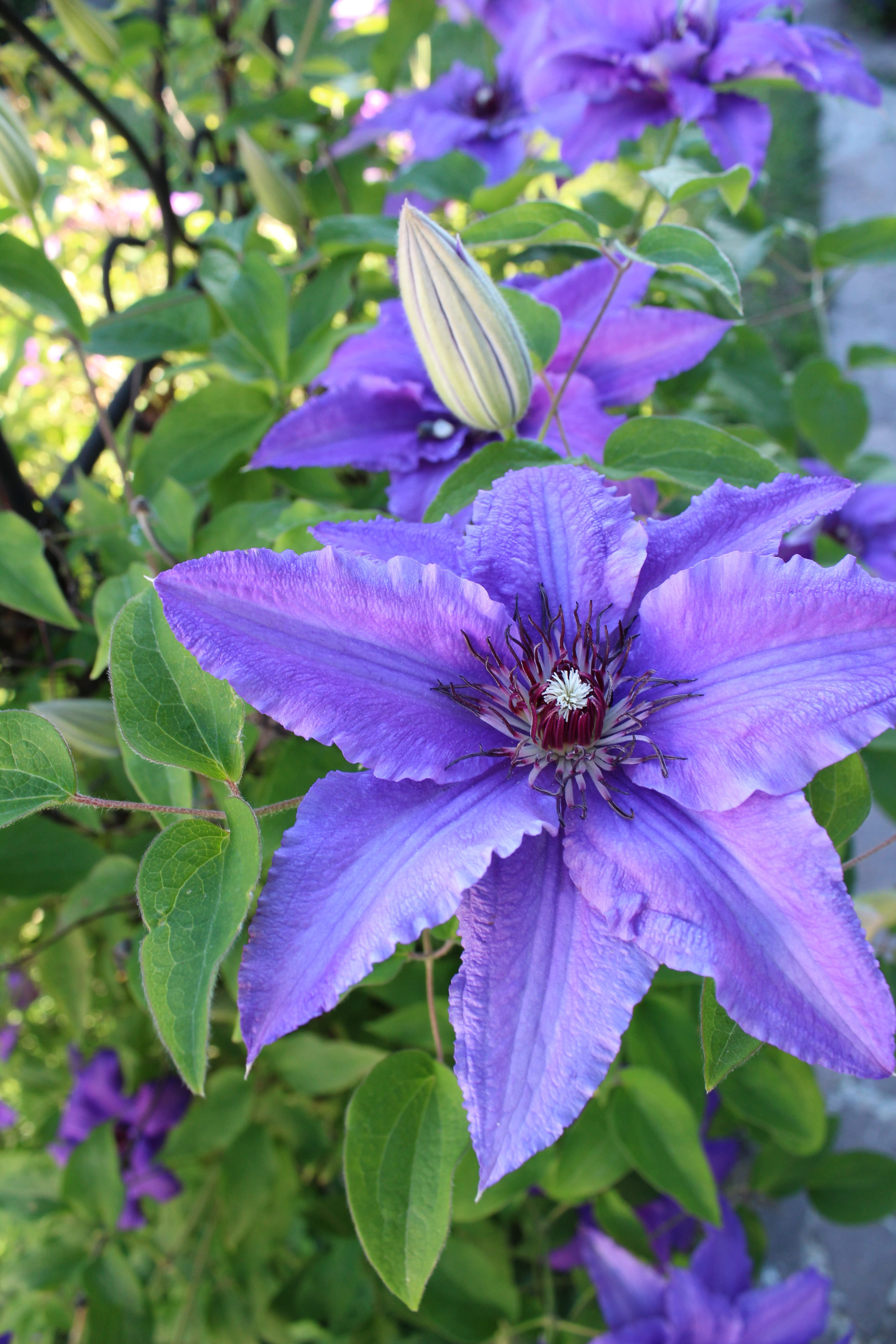 freshness, pollen, vulnerability, pollination, violet, 5K, day, close-up, flower, flowering plant, petal, no people, blue, leaf, clematis, flower head, Phone HD Wallpaper