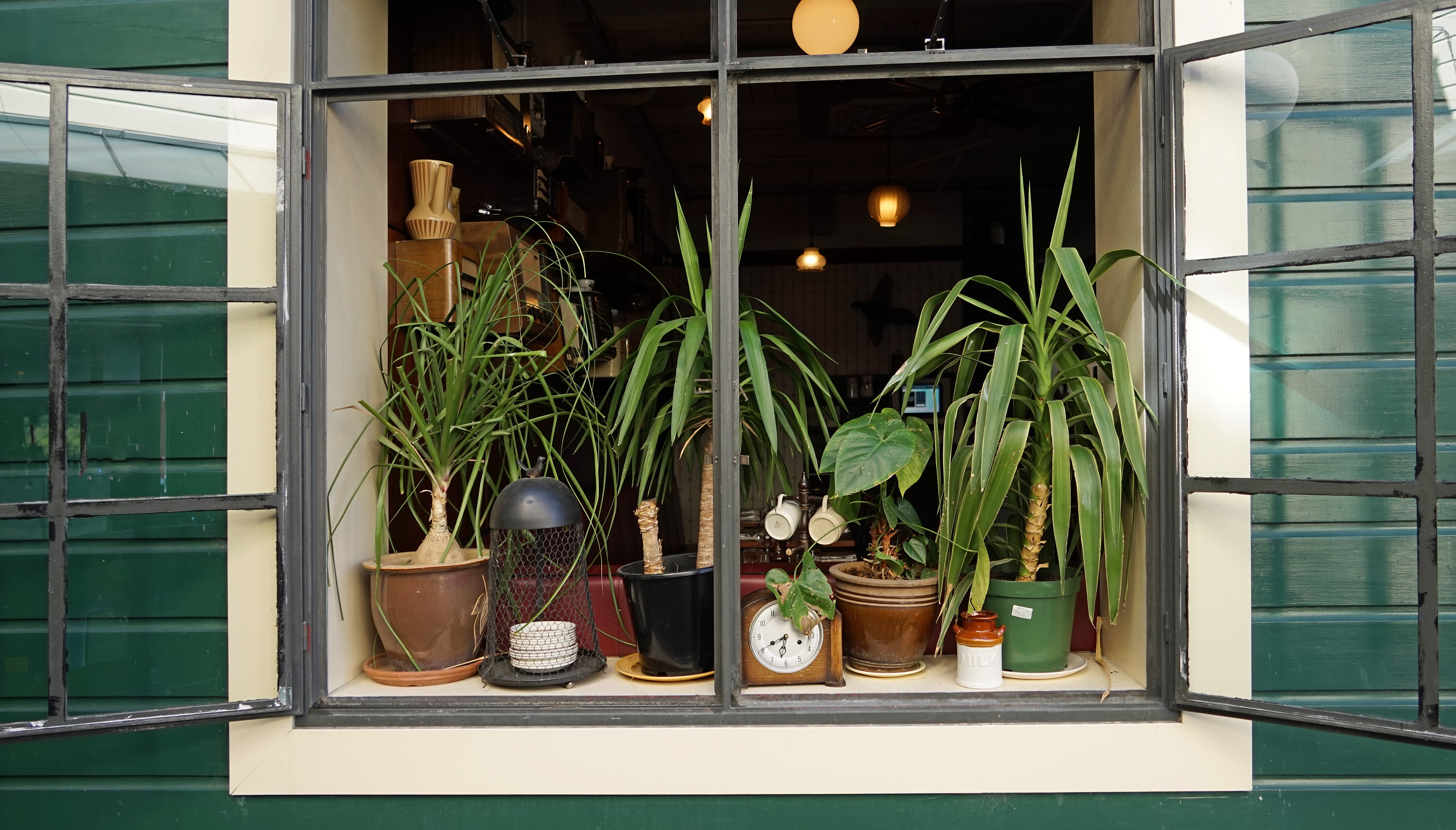 plant part, 5K, romantic, shelf, container, luxury, no people, plant, window sill, window, glass - material, ornament, retail display, architecture, decoration, HD Wallpaper