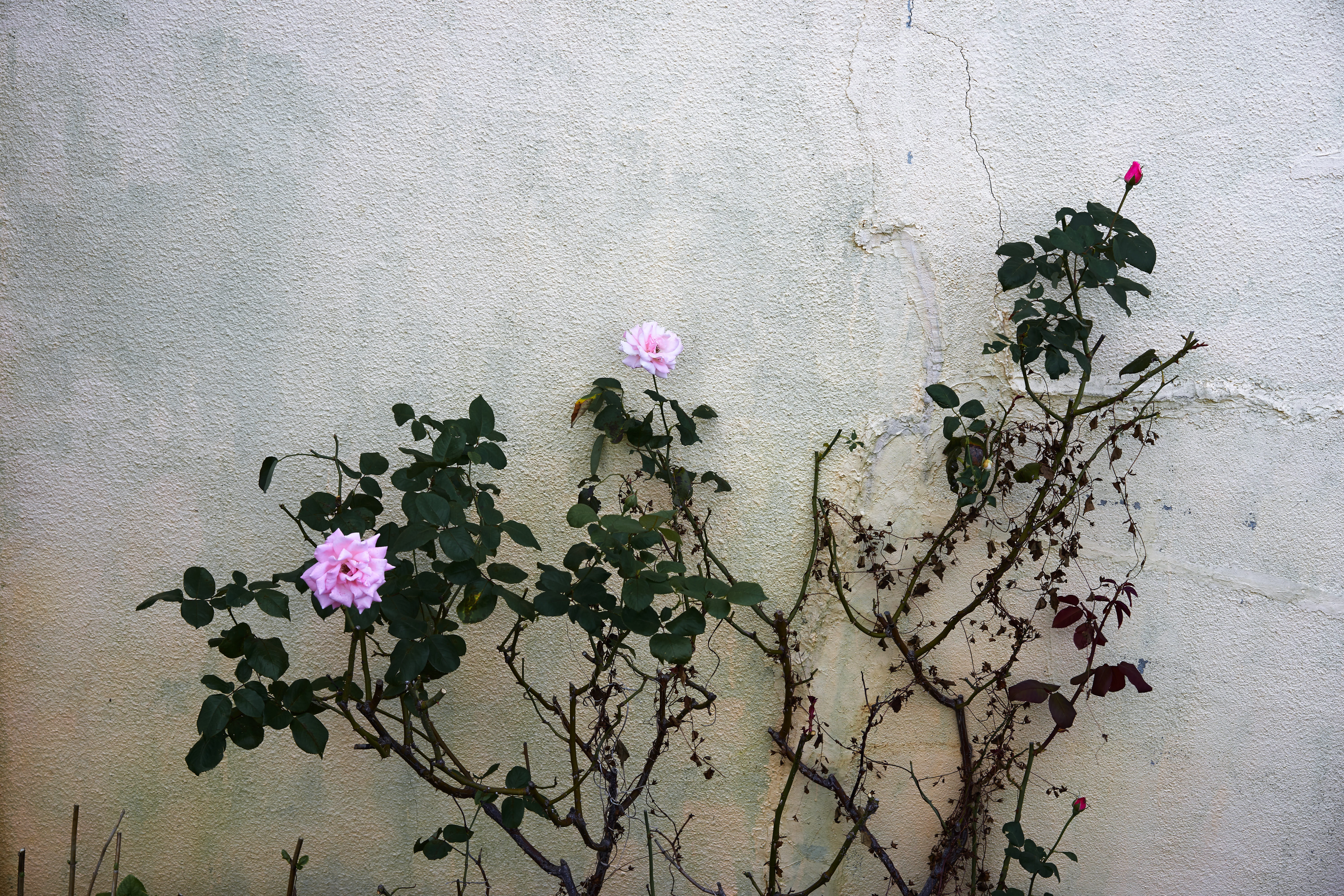 art, wall, nature, built structure, vulnerability, near, ivy, pink, day, pink color, outdoors, flora, pottery, blossom, petaled, flower, lilac, vase, hibiscus, HD Wallpaper