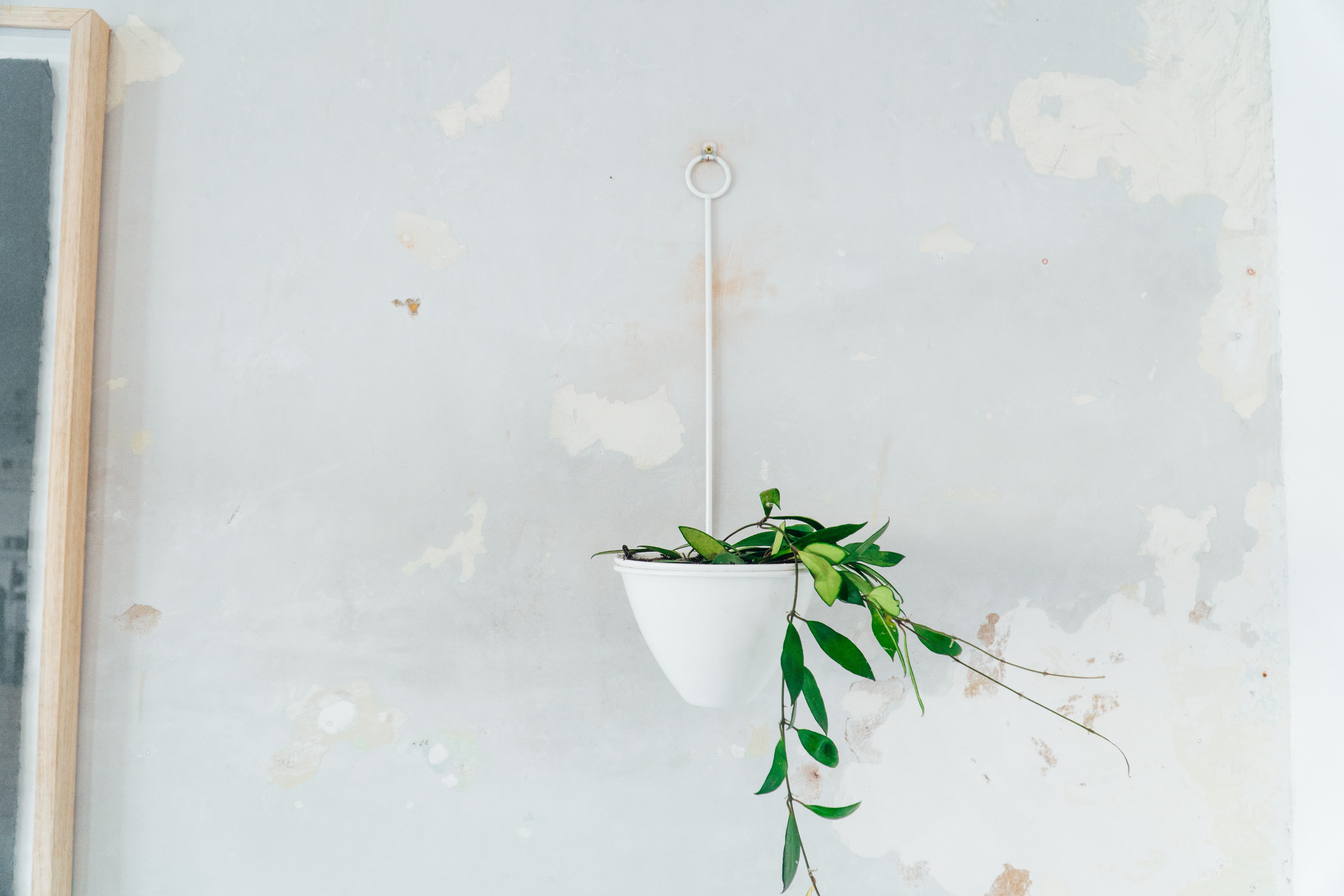 ornament, close-up, no people, hanging, copy space, plant, wall - building feature, leaf, vase, protection, herb, flower arrangement, pottery, flower, green color, HD Wallpaper