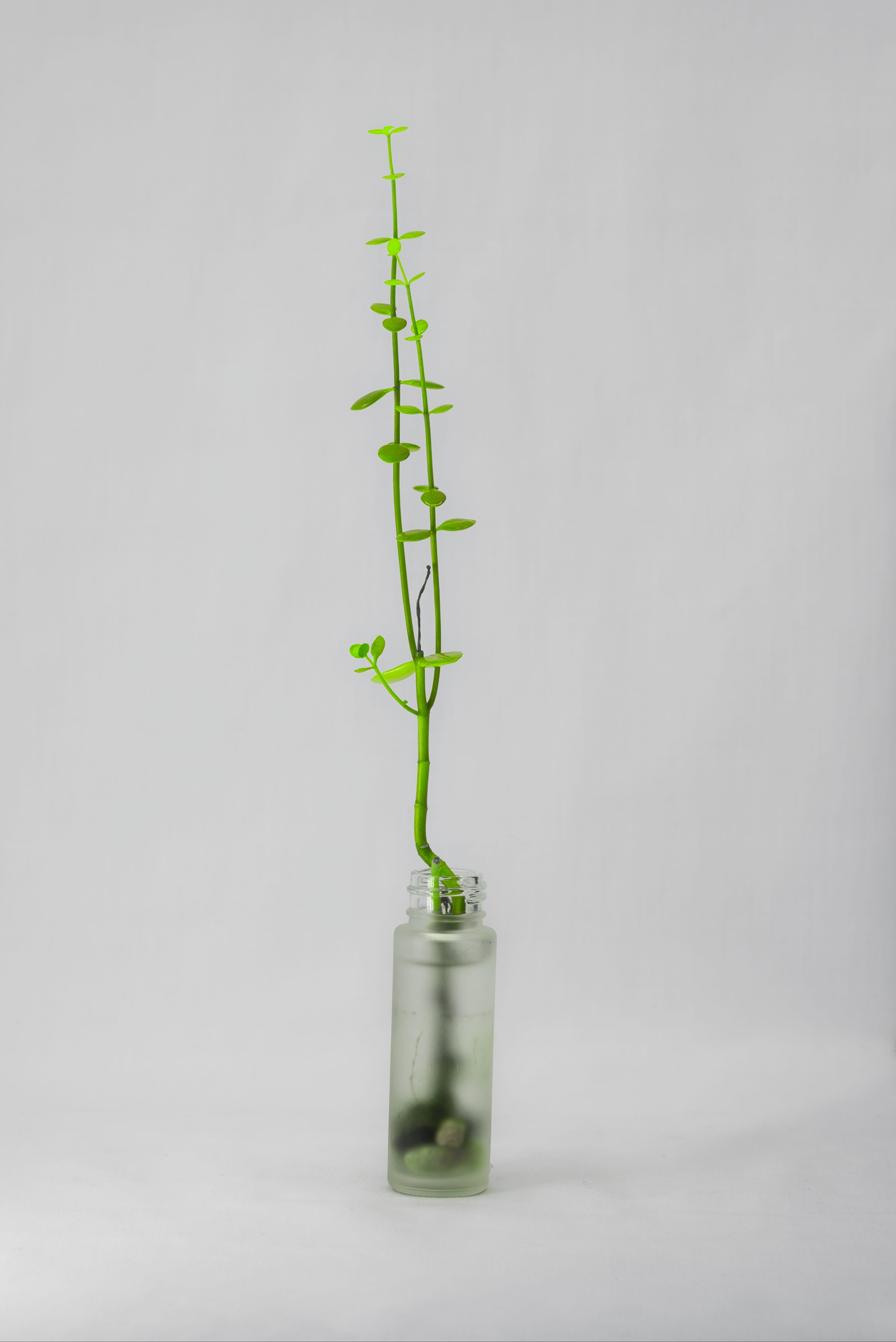 fragility, simplicity, jar, small, plant, flower, beauty in nature, floral, growth, pottery, ikebana, blossom, 5K, ornament, vase, healthcare and medicine, Phone HD Wallpaper