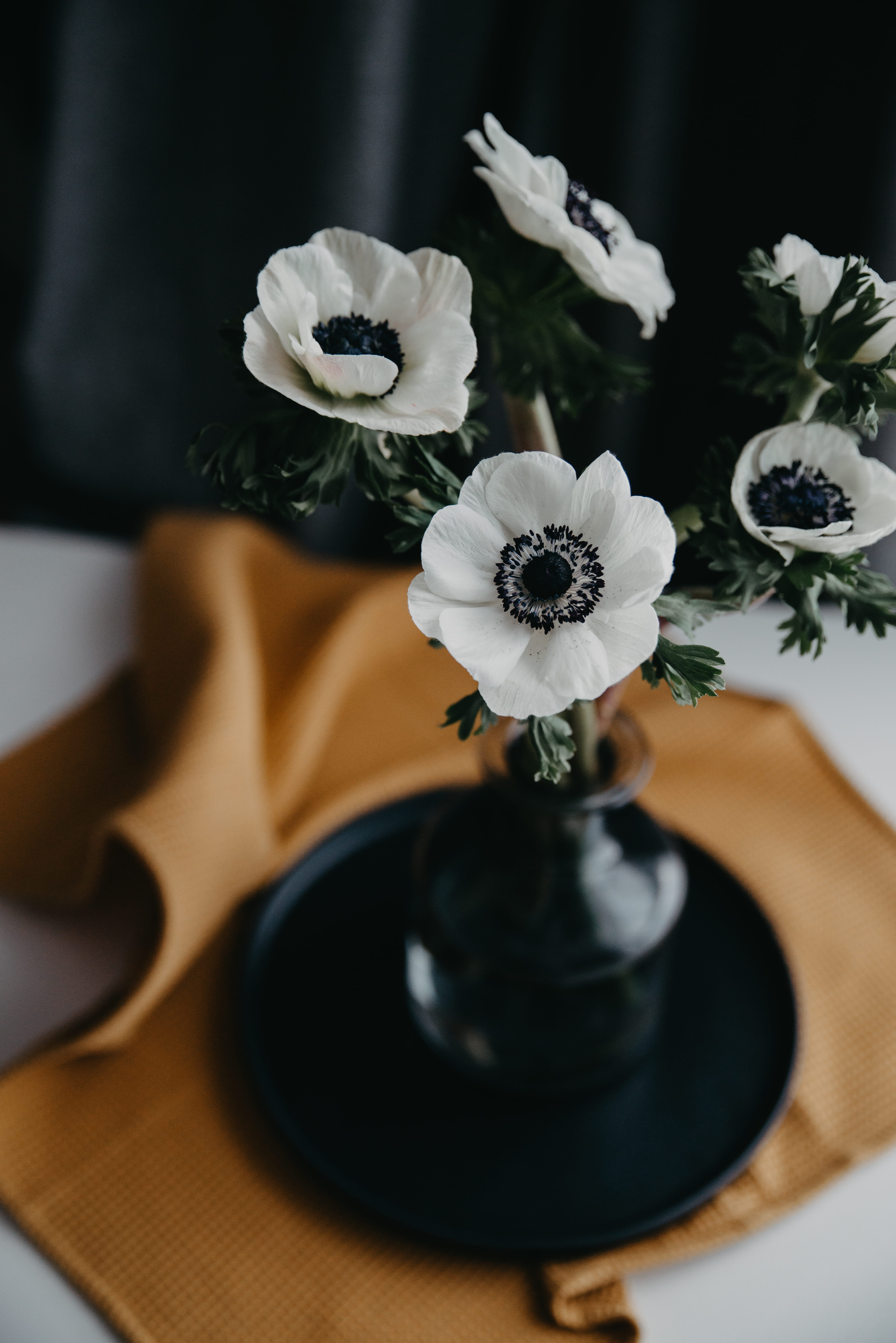 white color, plant, indoors, daisy, poppy, petaled, fragility, geranium, pollen, no people, anther, saucer, still life, flowering plant, home interior, Phone HD Wallpaper