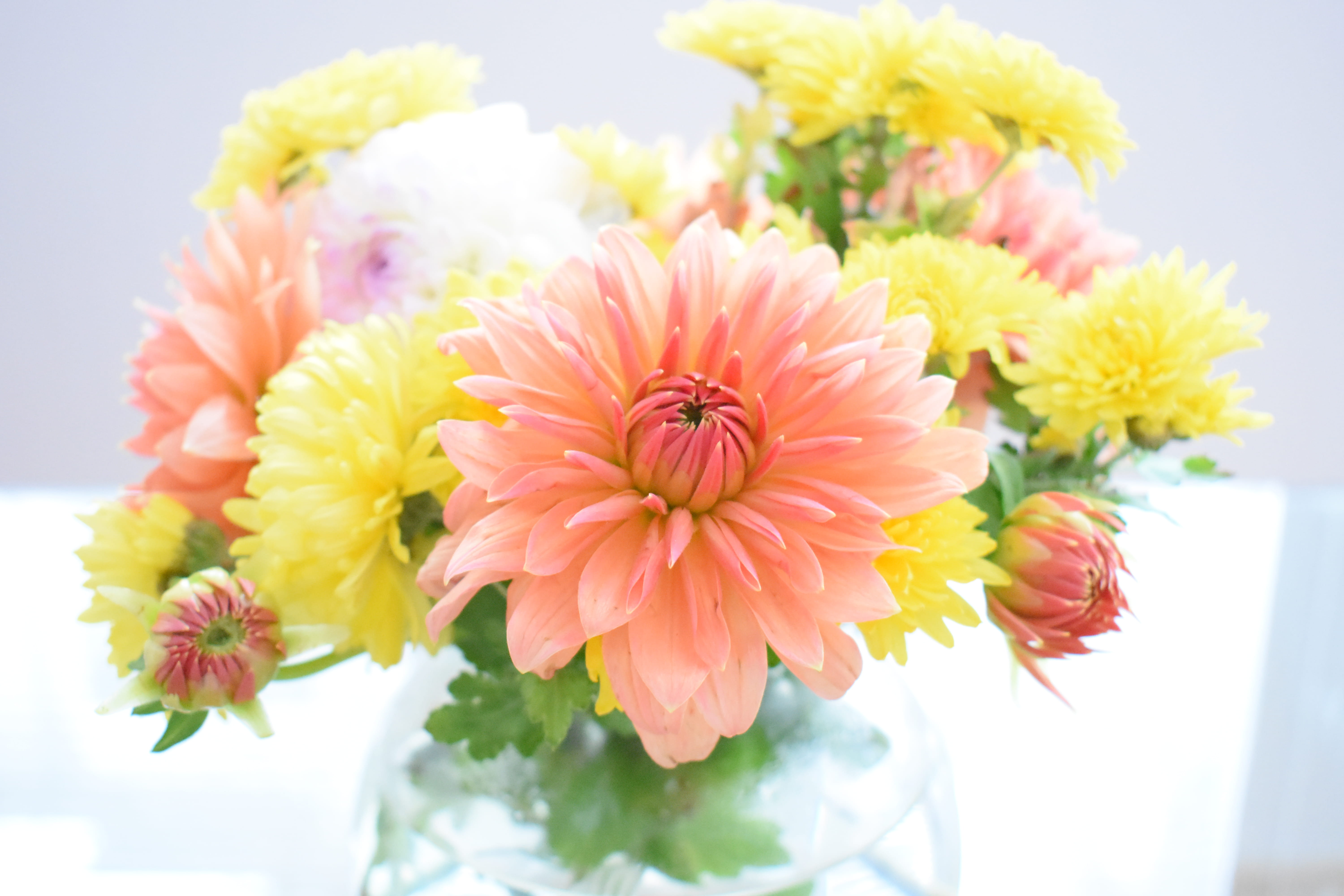 indoors, close-up, nature, plant, day, beauty in nature, ornament, flower head, 5K, flowering plant, flowers, growth, blossom, aster, no people, pottery, HD Wallpaper