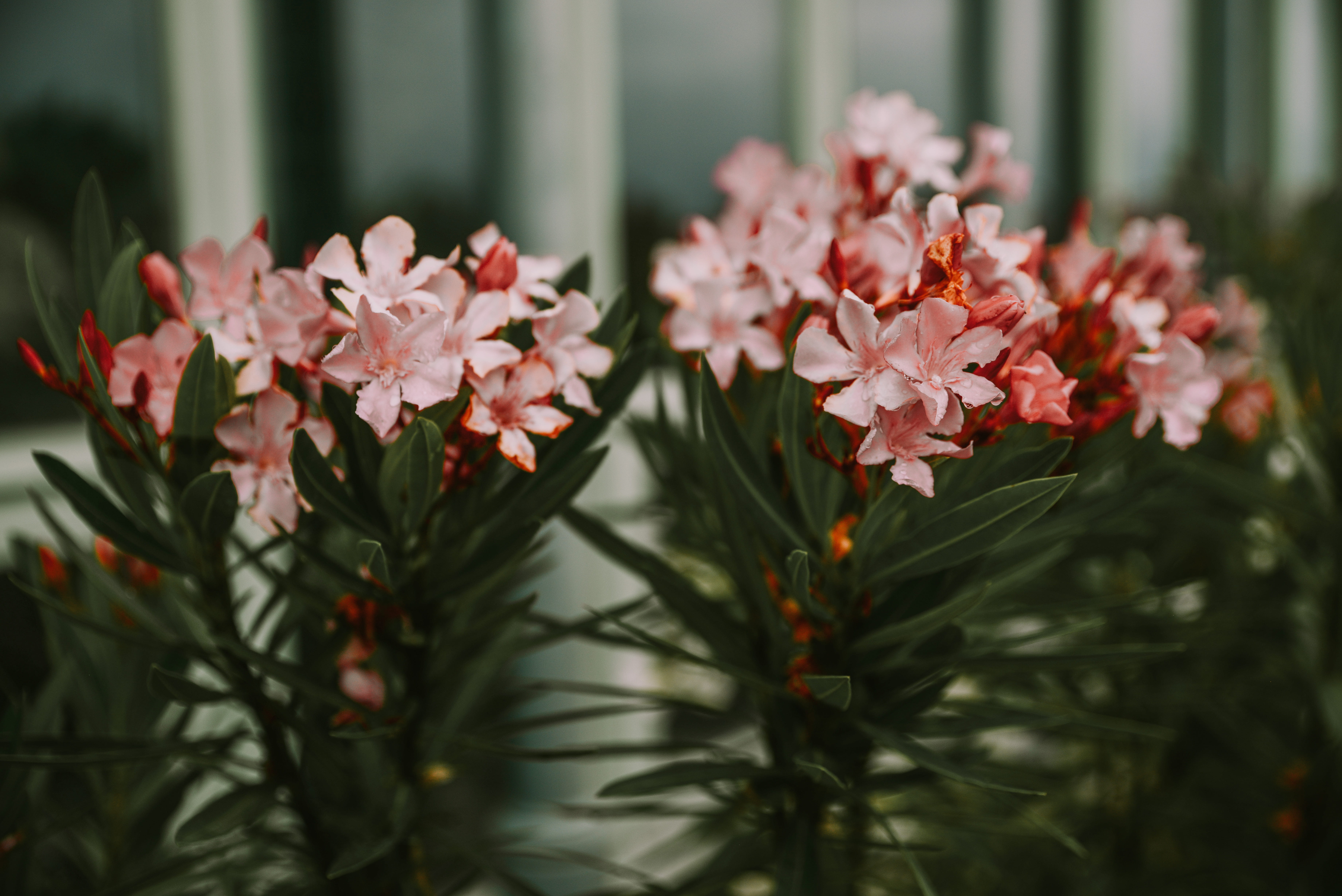 flower arrangement, day, petal, vulnerability, peony, jar, carnation, nature, flower head, close-up, beauty in nature, 5K, freshness, pink color, flowering plant, HD Wallpaper