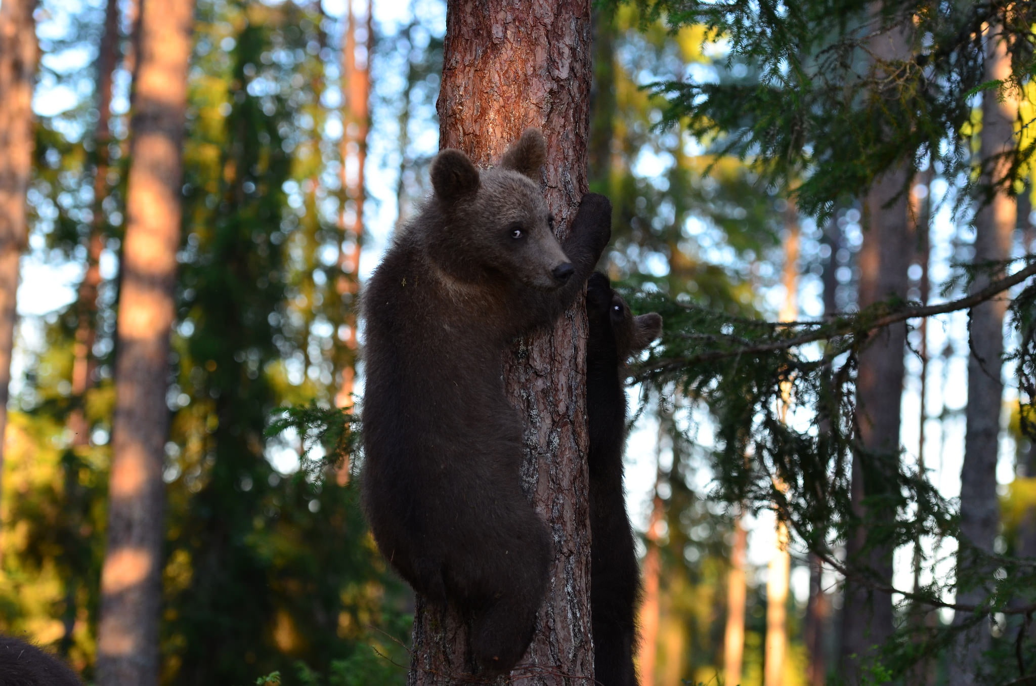 bears, vertebrate, animal themes, tree trunk, no people, land, outdoors, mammal, tree, 1080P, one animal, day, animals in the wild, plant, nature, trees, HD Wallpaper
