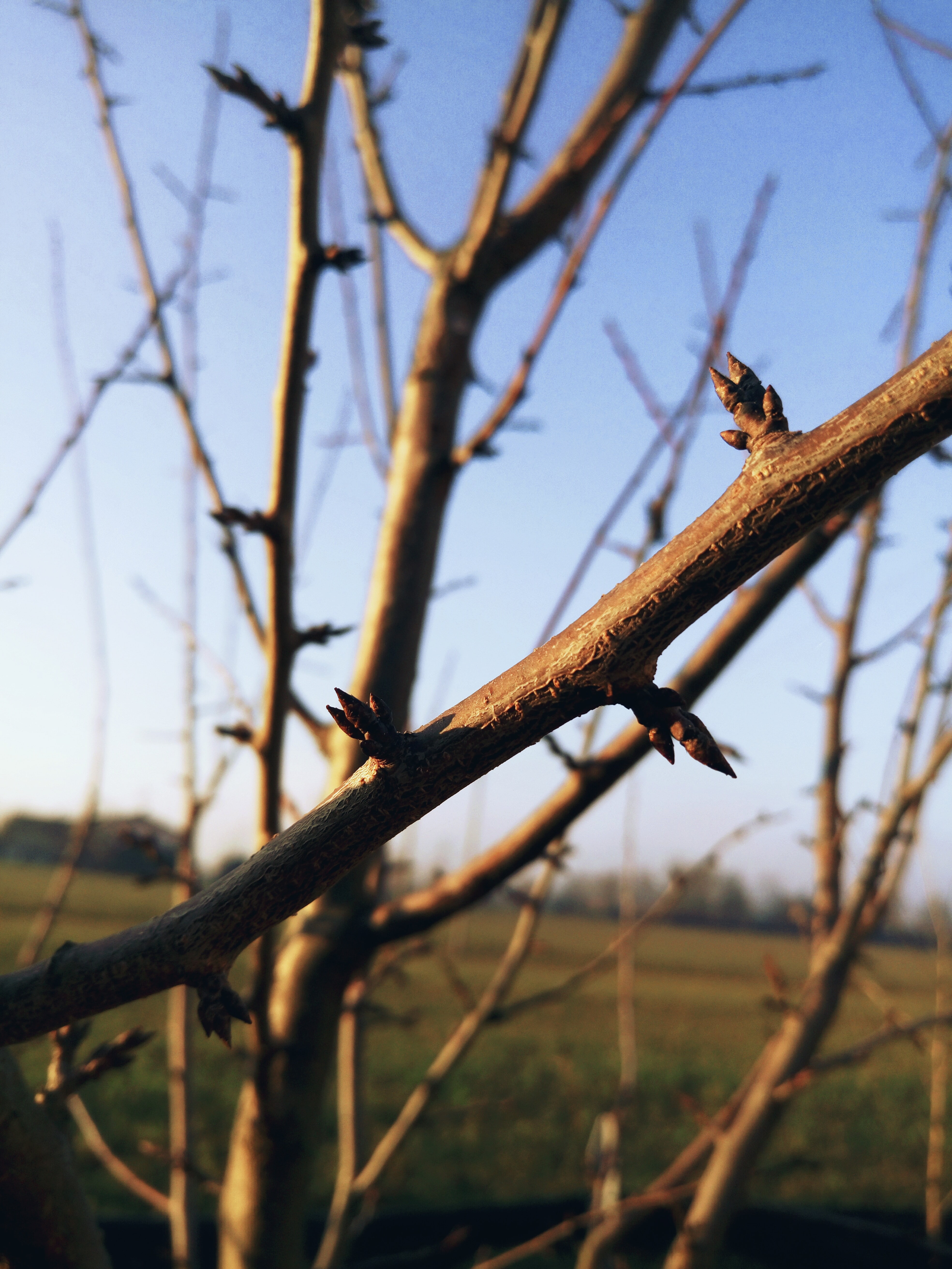 day, branch, reptile, sky, mammal, low angle view, animal, climbing, one animal, 5K, tree, outdoors, focus on foreground, no people, trees, plant, animal wildlife, Phone HD Wallpaper