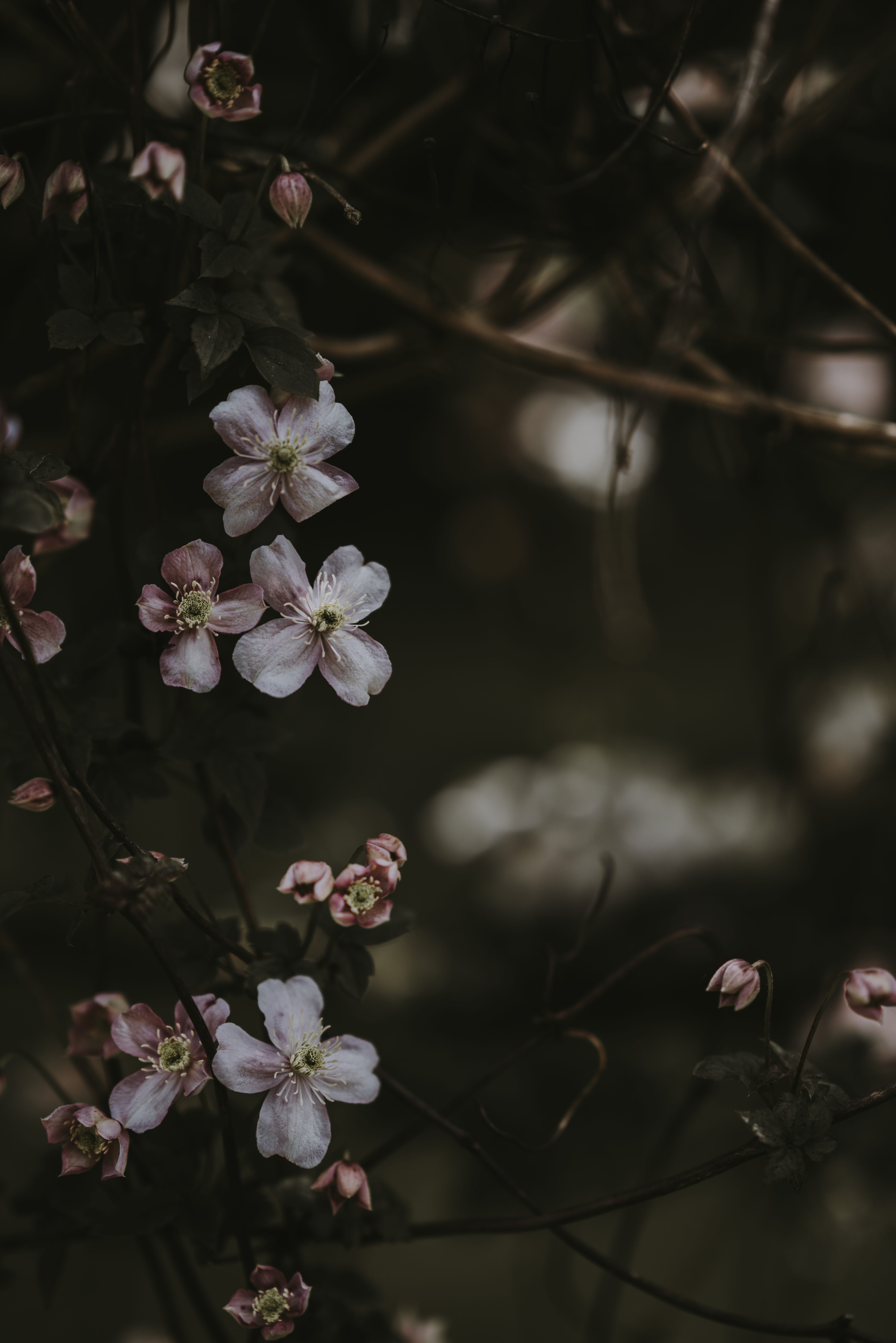 botany, brown, forest, flower head, fragility, white, freshness, selective, pollen, woodland, day, 8K, green, tree, japan, focus, climbing, spring, outdoors, Phone HD Wallpaper
