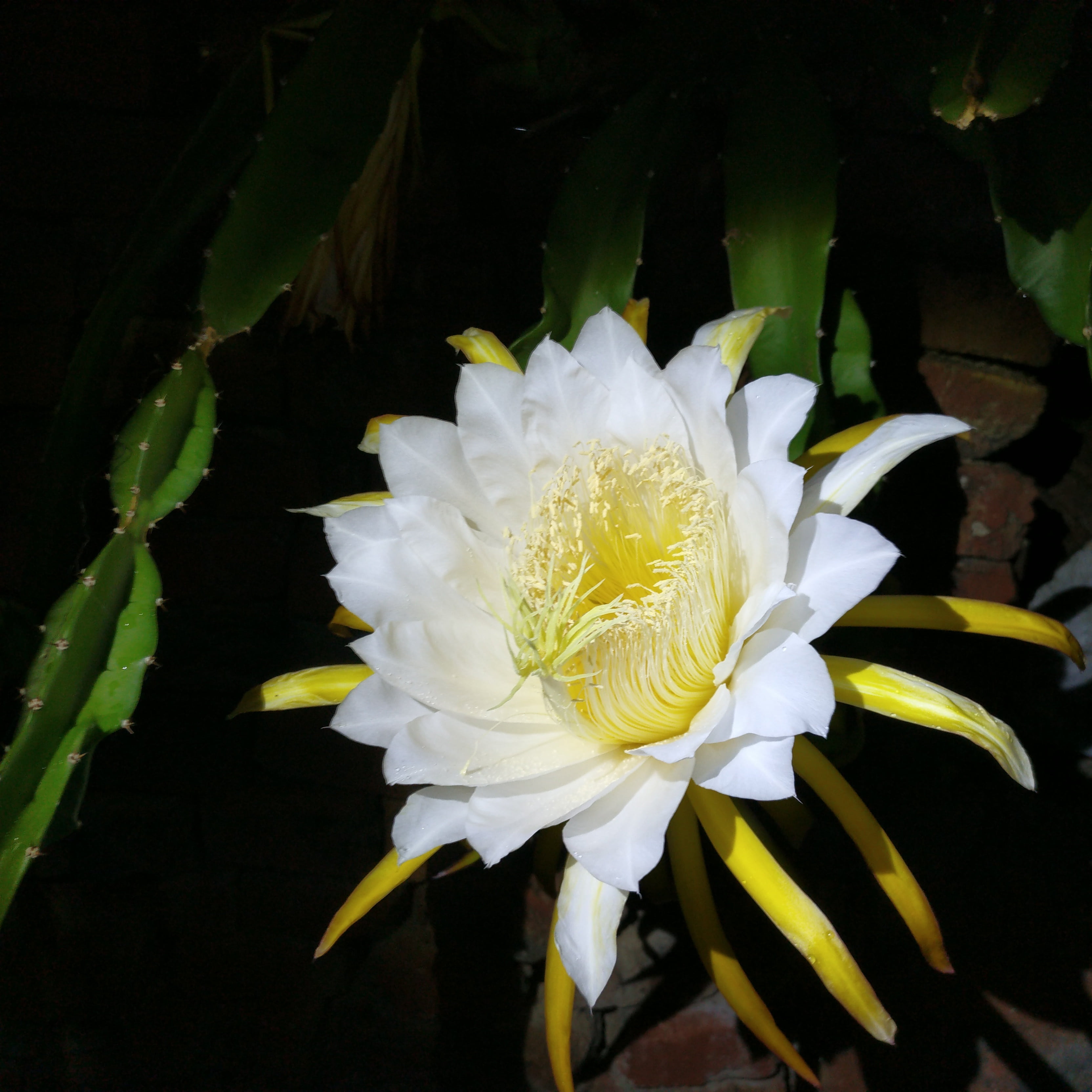 no people, 2K, outdoors, pollen, orchid cactus, summer, growth, close-up, nature, white color, epiphyllum, lotus Water Lily, flower, night, beauty In Nature, Phone HD Wallpaper