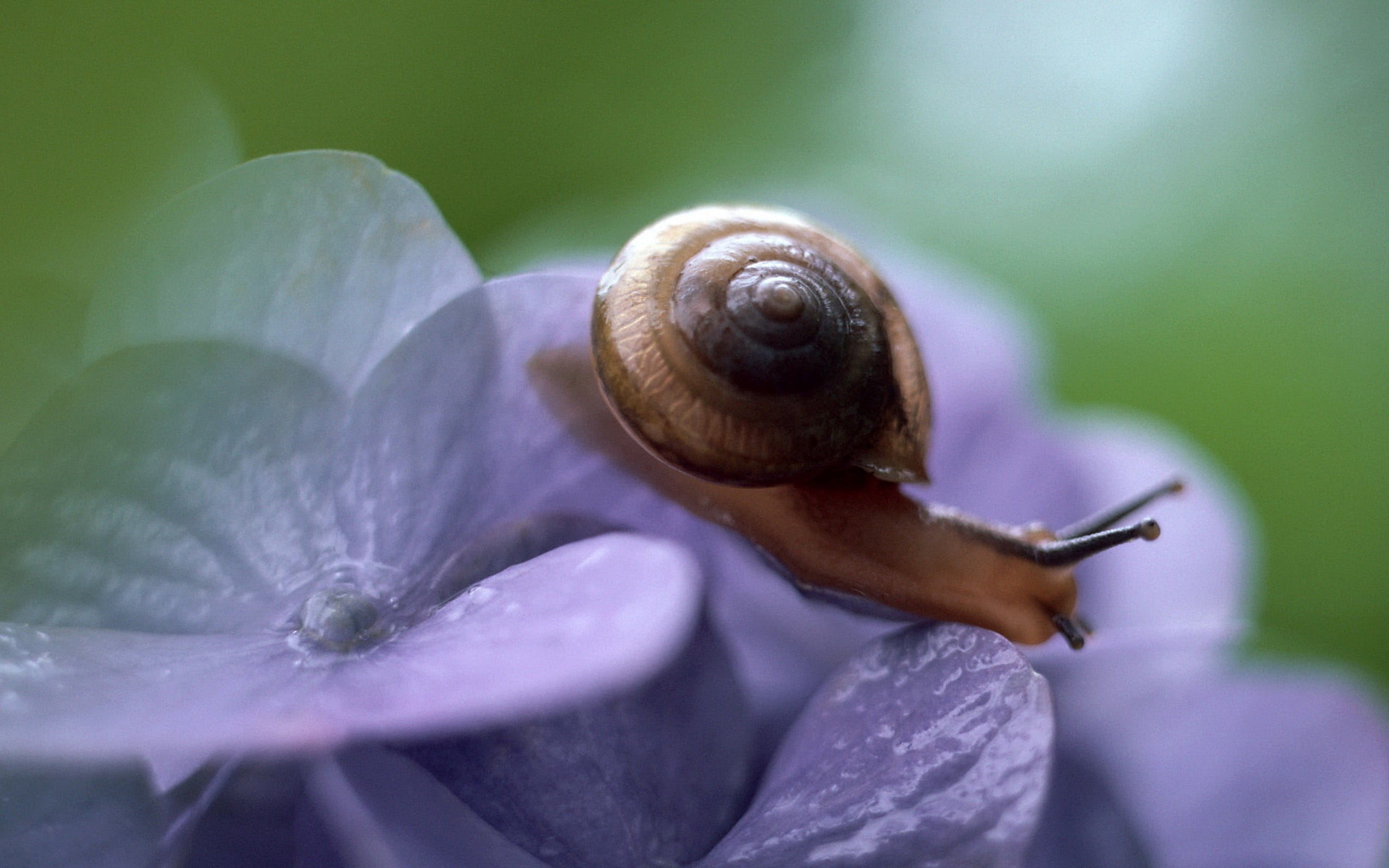 no people, black, animals in the wild, snail, leaves, invertebrate, plant, 2K, crawling, animal, purple, shell, vulnerability, close-up, fragility, animal shell, HD Wallpaper