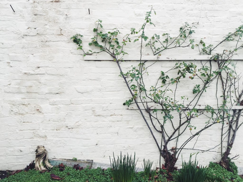 walls, nature, branch, flowering plant, plant, branches, freshness, building, gray, 480P, day, beauty in nature, tree, climbing, plant part, green color, HD Wallpaper