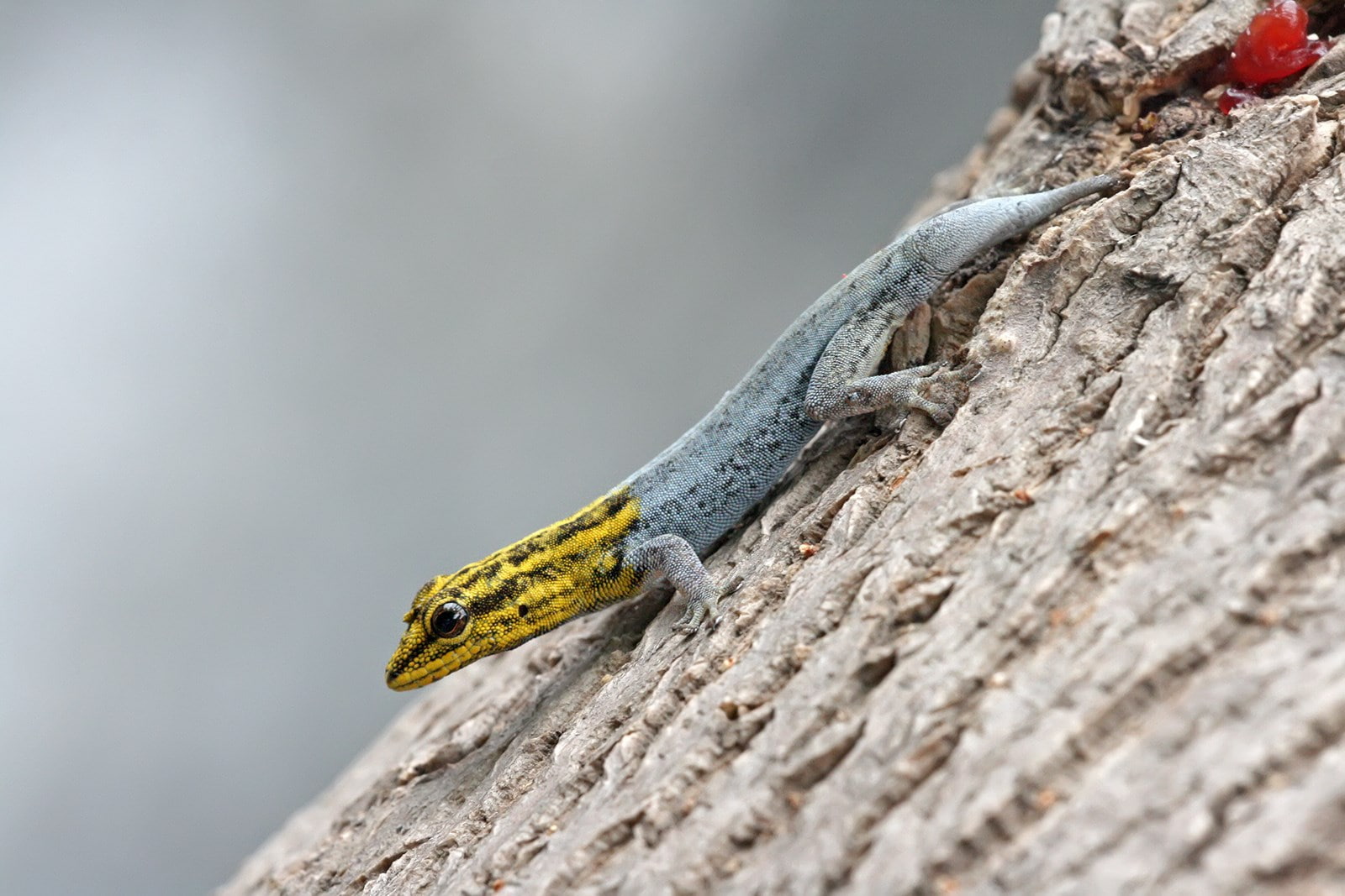 animal, gecko, climbing, plant, selective focus, no people, animal themes, lizard, close-up, animal wildlife, animals in the wild, day, trunk, one animal, HD Wallpaper