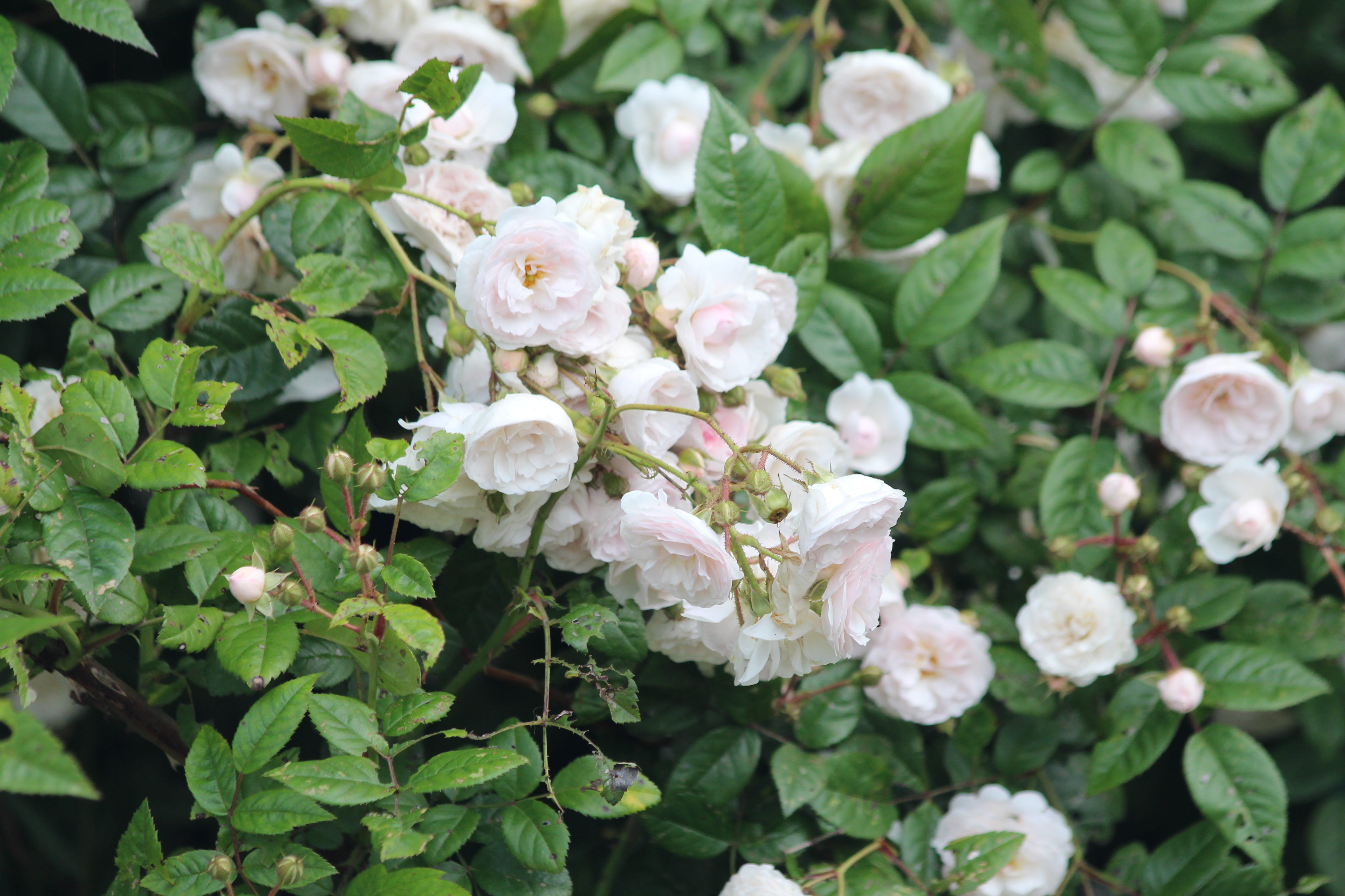 bunch of flowers, nature, inflorescence, white rose, blooming, white, growth, bush, green, plant part, flower, flower head, 5K, climbing roses, white color, HD Wallpaper